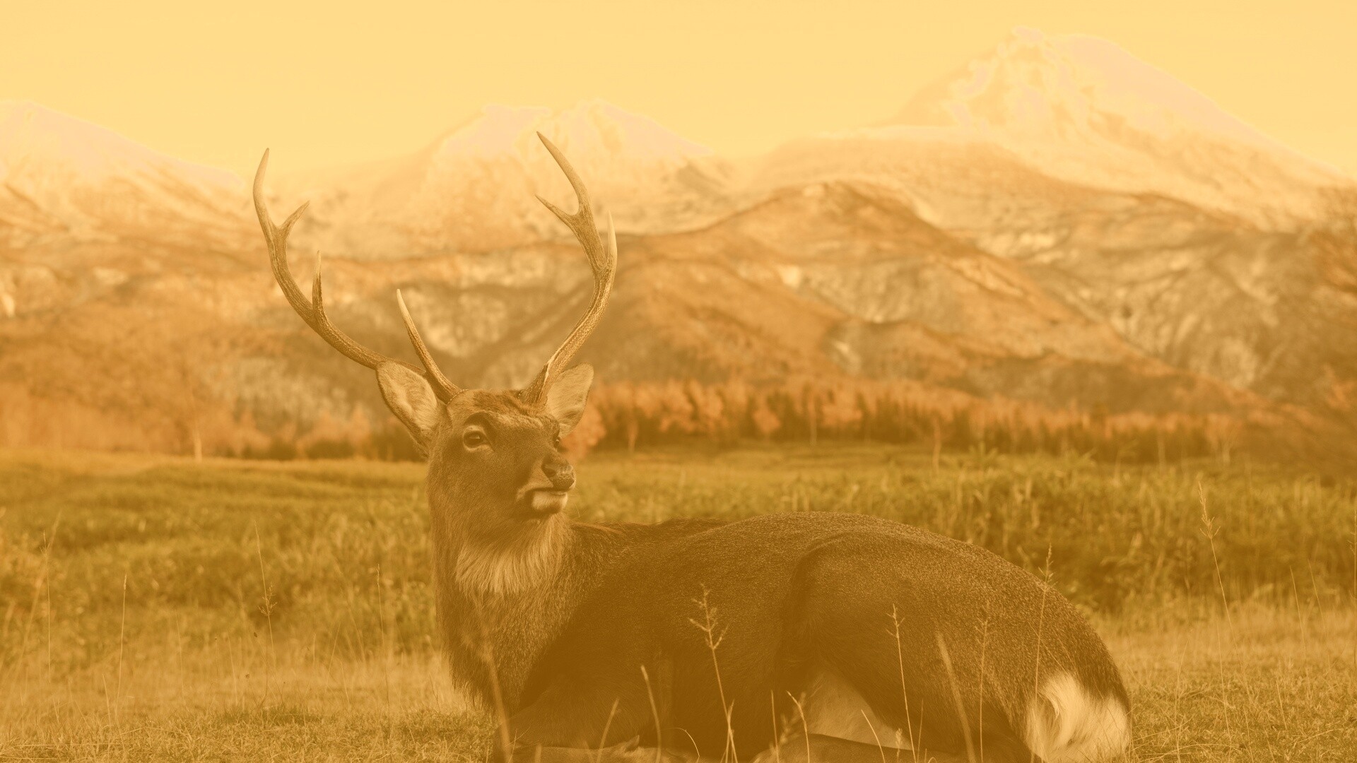 Олень отдыхает в предгорьях обои
