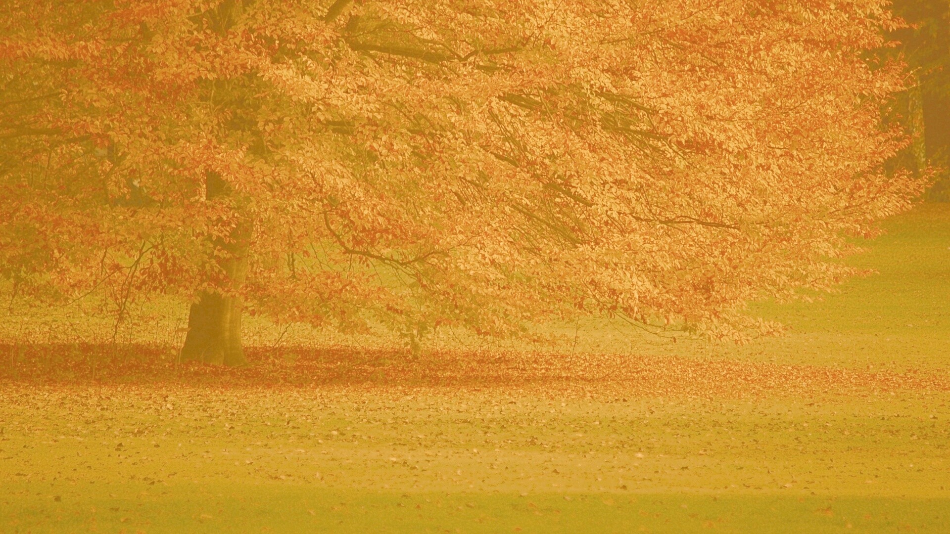 Пожелтевшее дерево с облетающей листвой обои