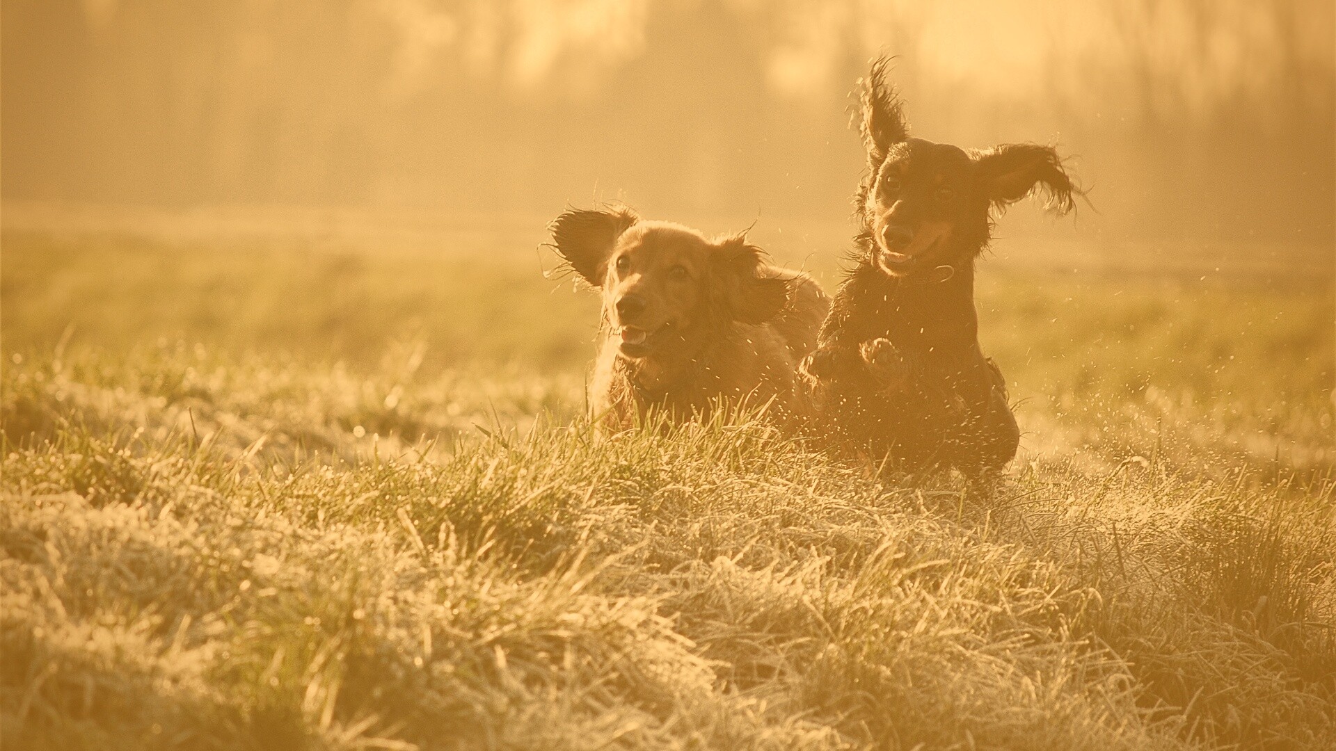 Весёлые таксы обои