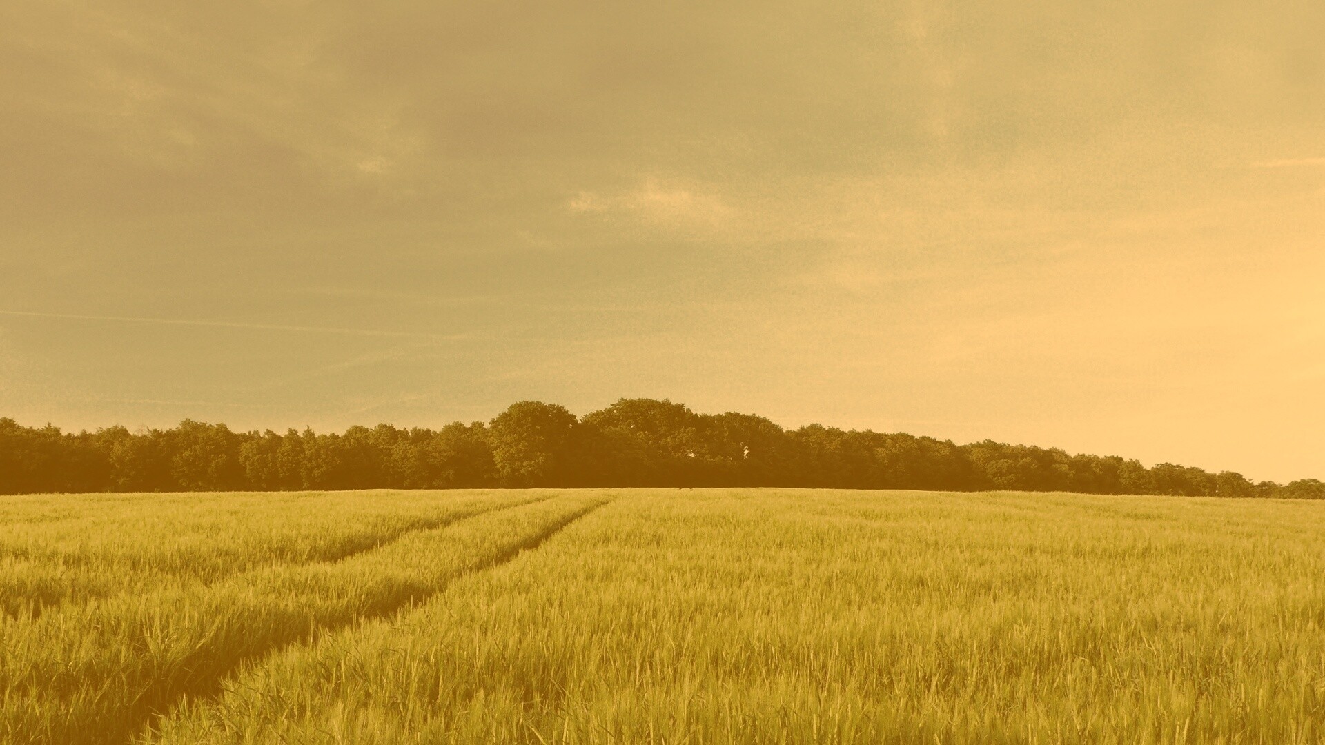Следы колеи в поле обои