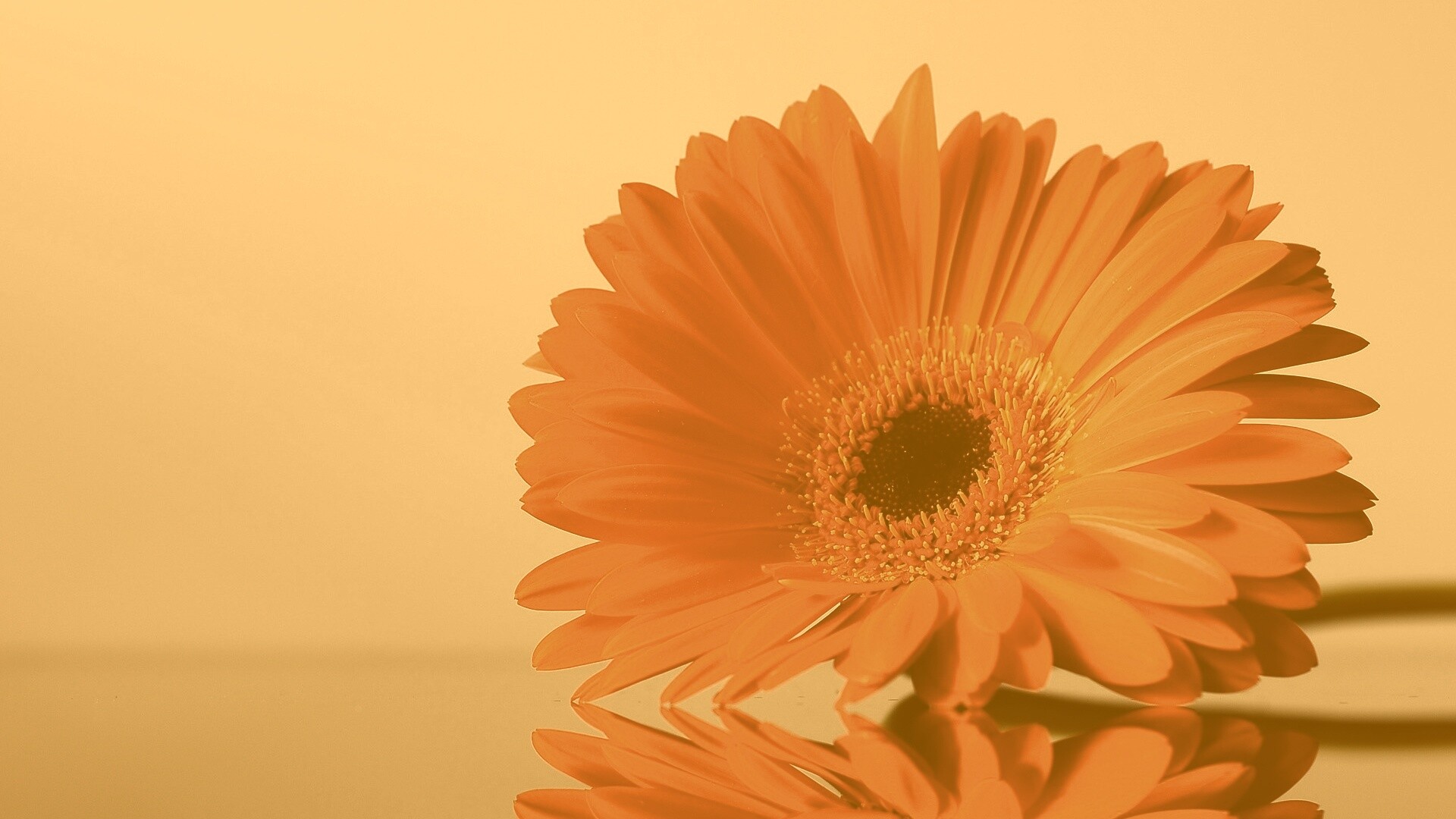 Гербер на стекле обои