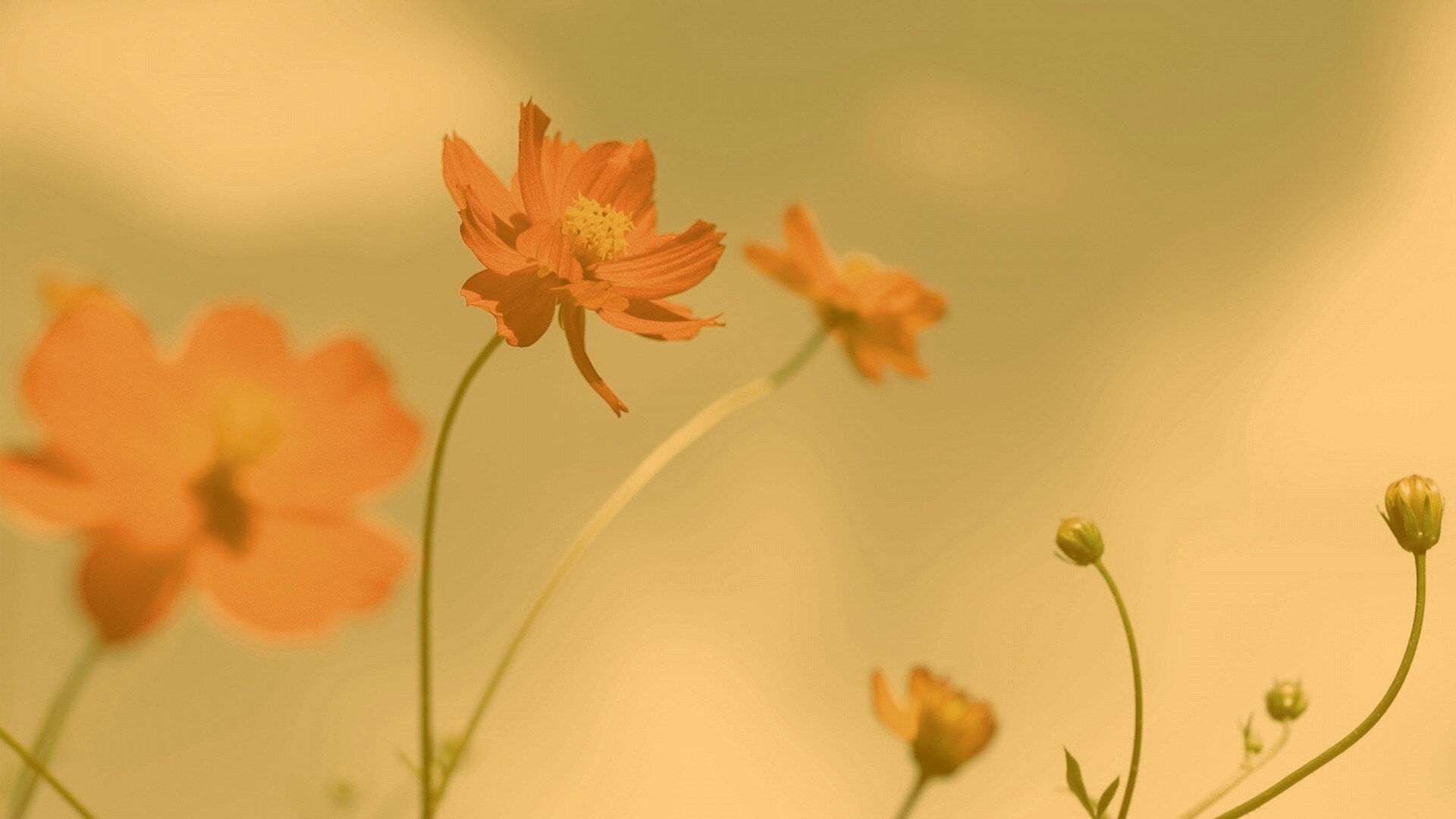 Летние цветы на фоне неба обои