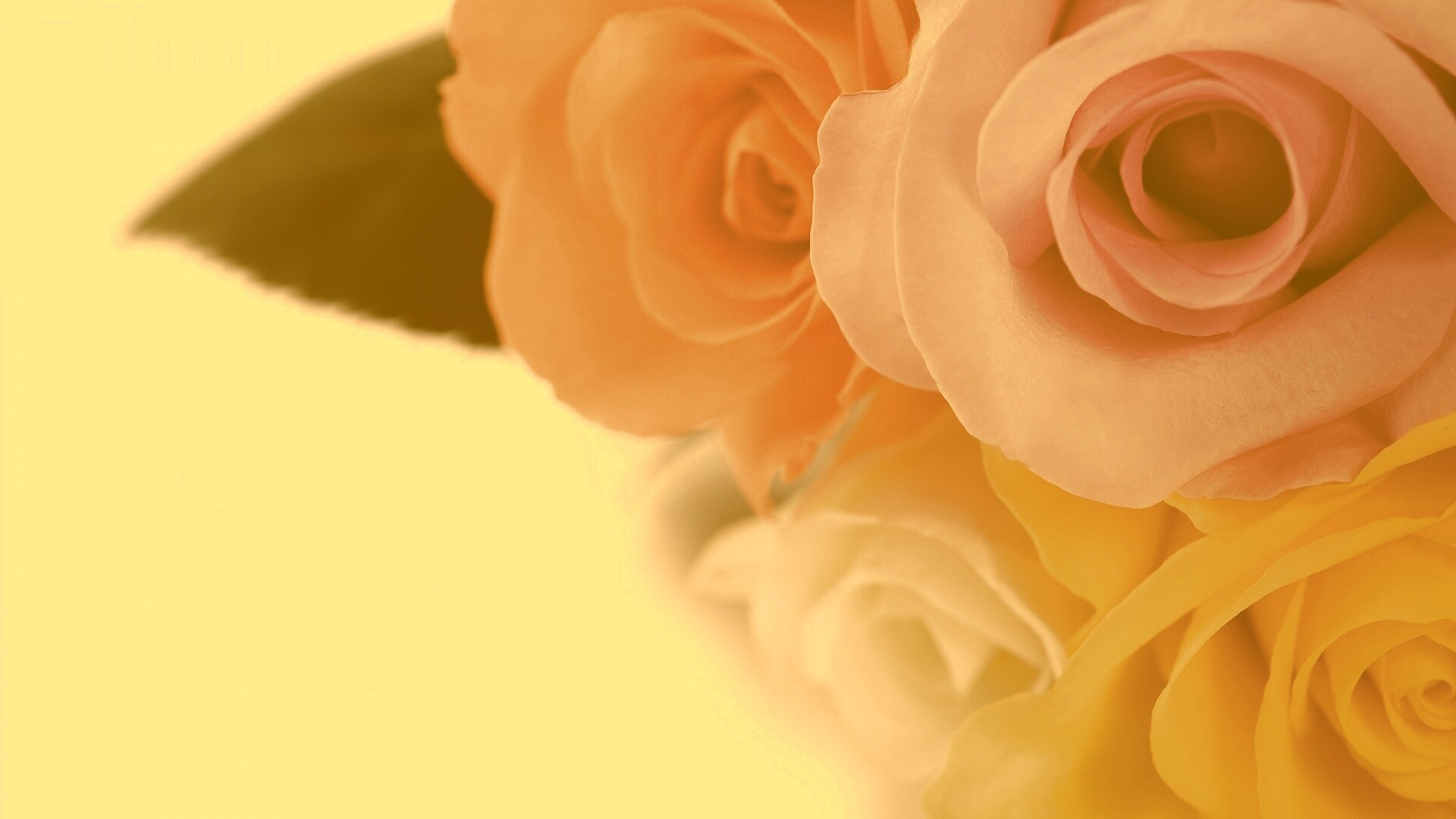 Букет разноцветных роз обои