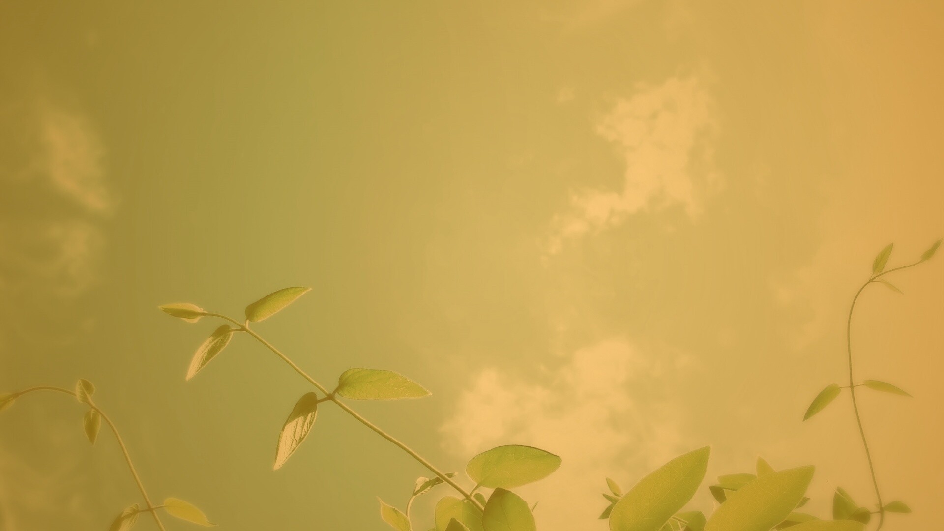 Веточки на фоне неба обои