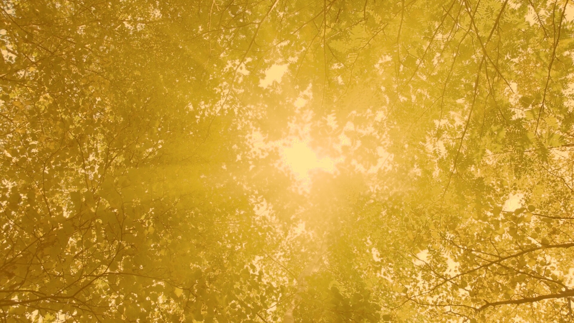 Яркий зеленоватый свет пробивающийся сквозь листву обои