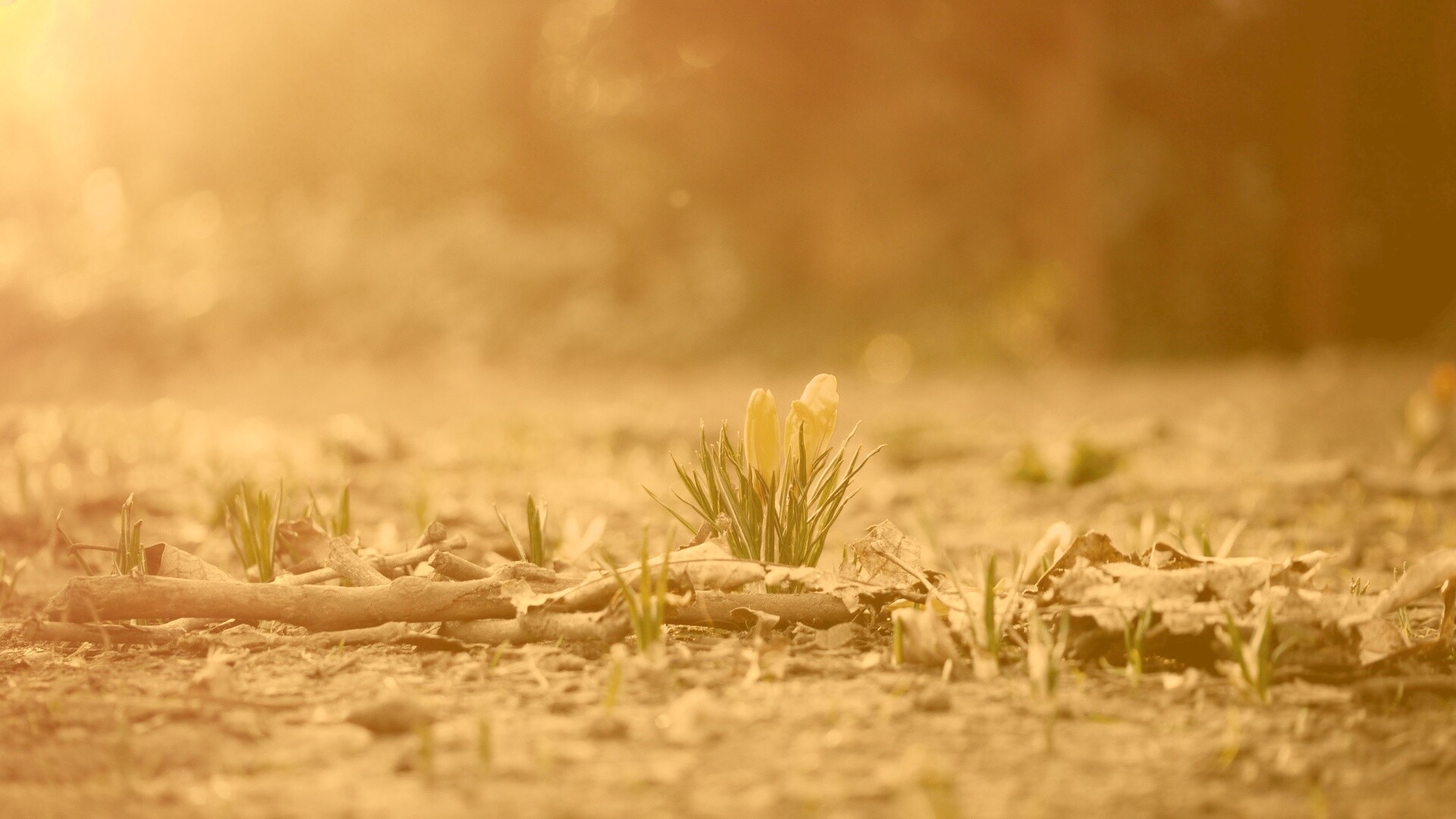 Весенняя трава и цветы обои