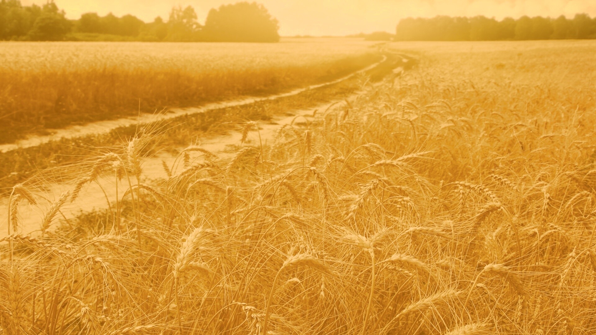 Речка среди поля обои