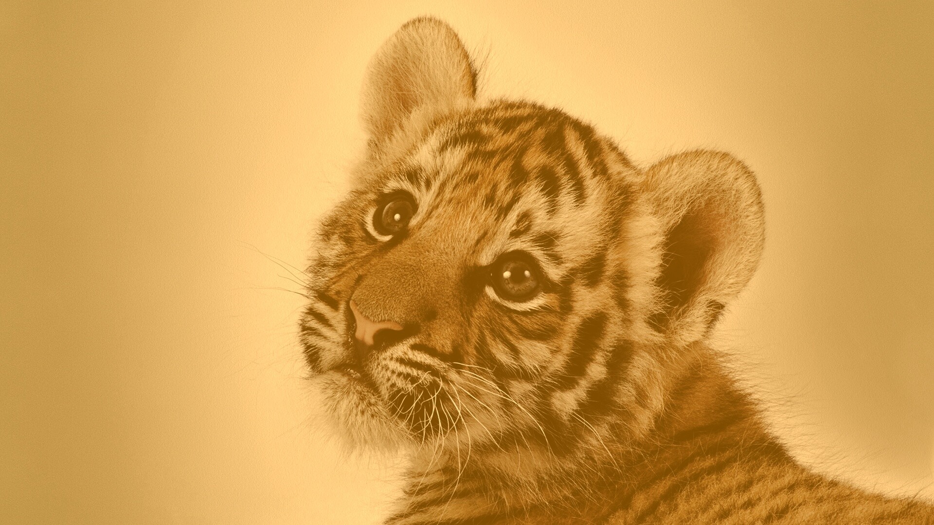 Тигрёнок с грустным взглядом обои