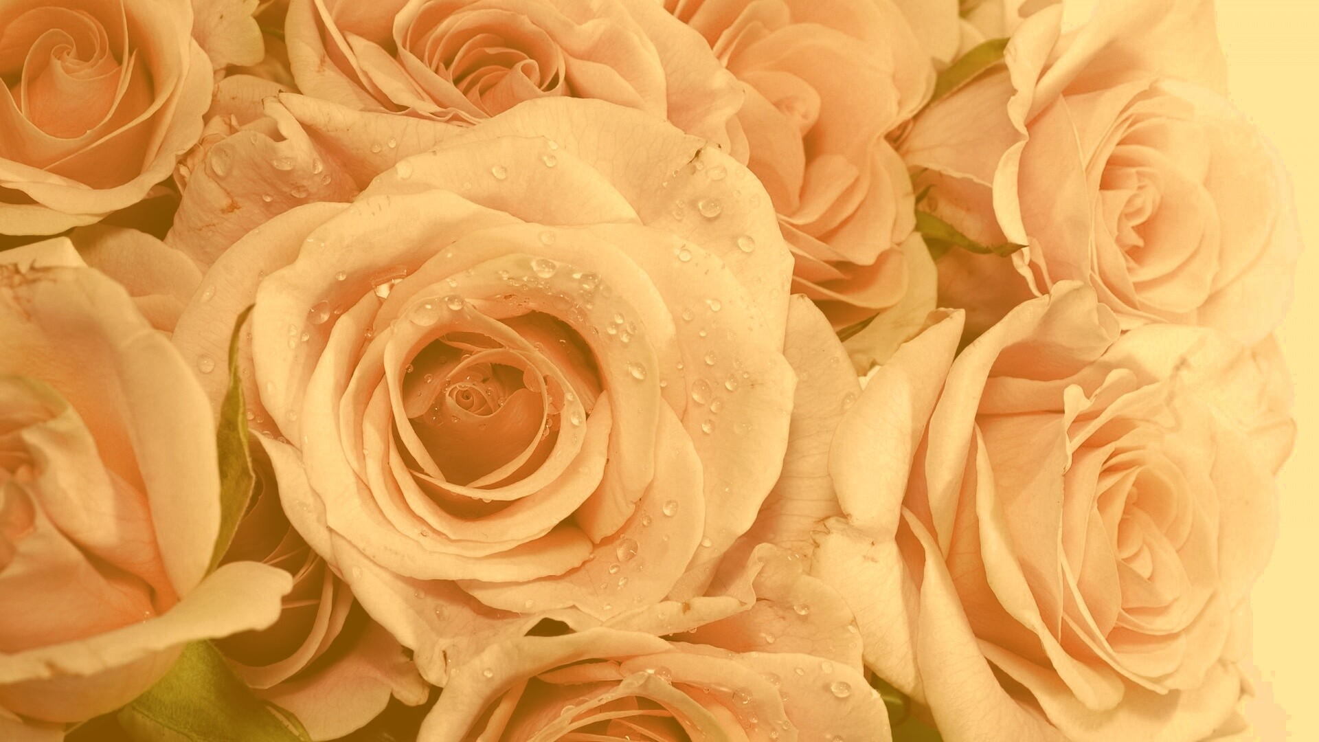 Букет розовых роз обои