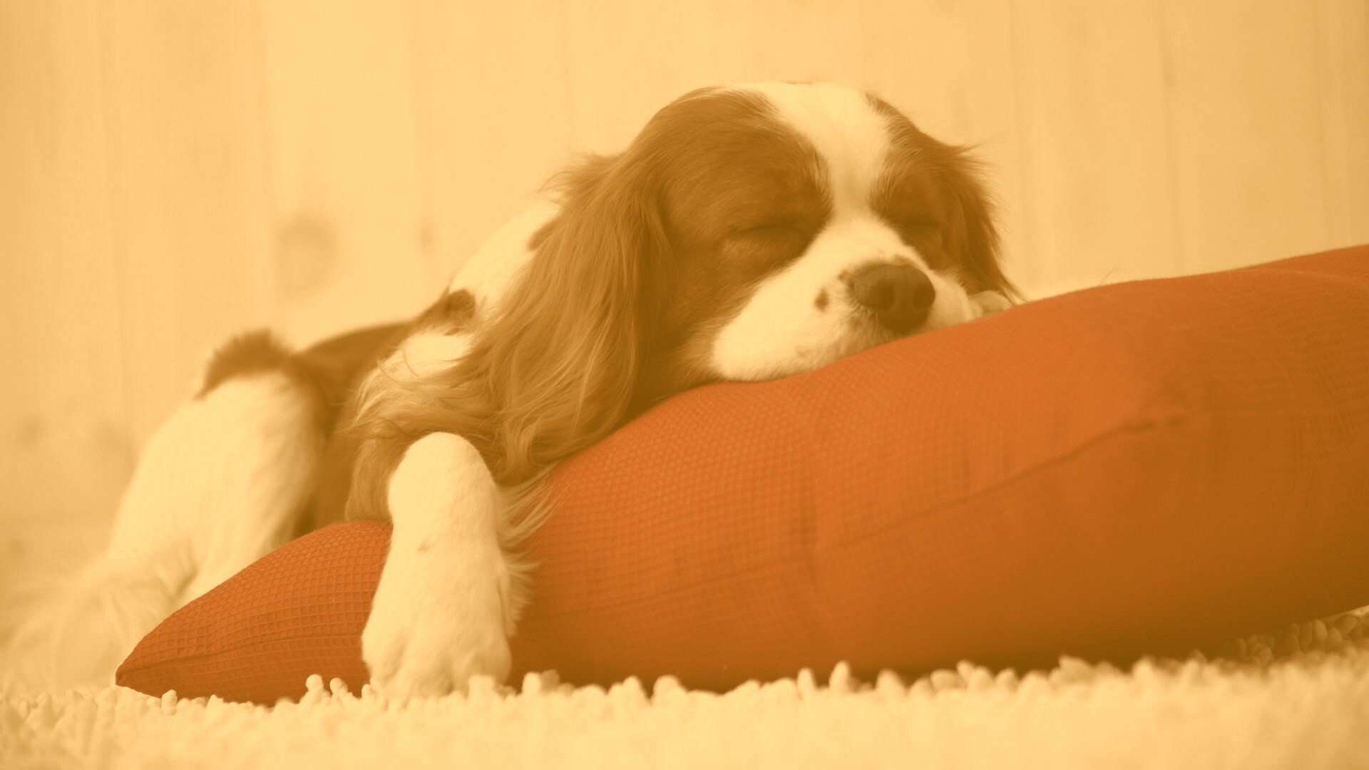 Спящий щенок на красной подушке обои