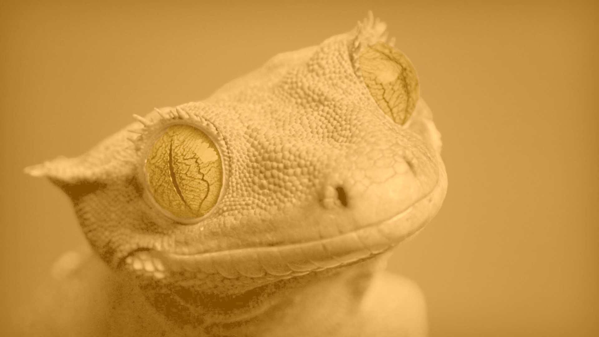 Ящерка обои