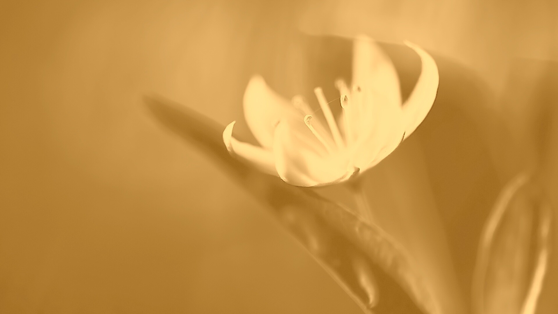 Белый цветок обои