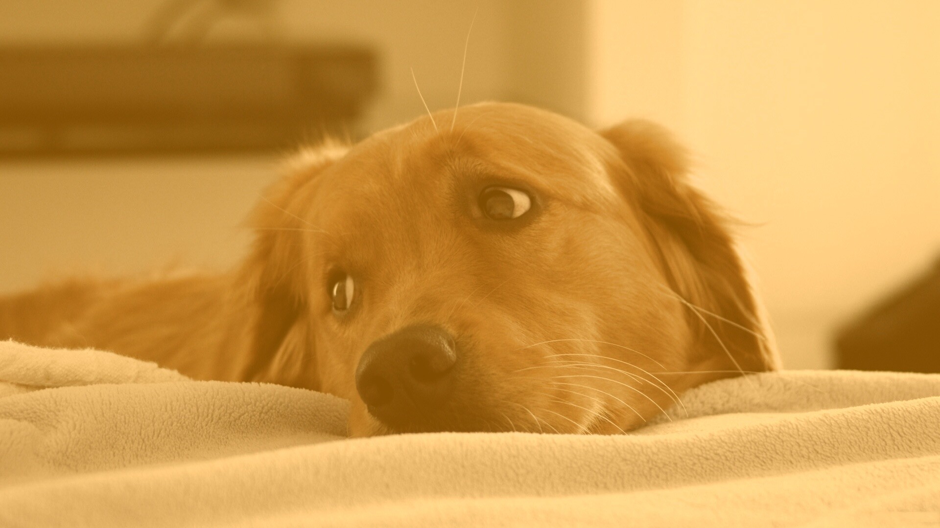 Лабрадор-ретривер обои