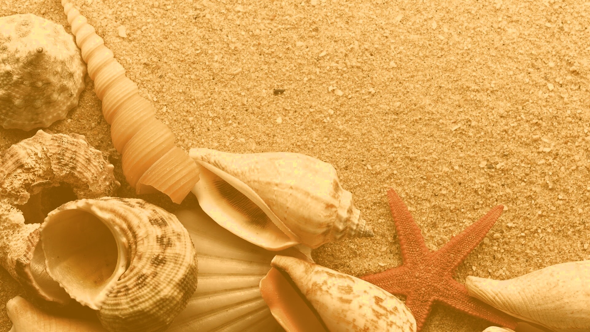 Морские раковины и звезды обои
