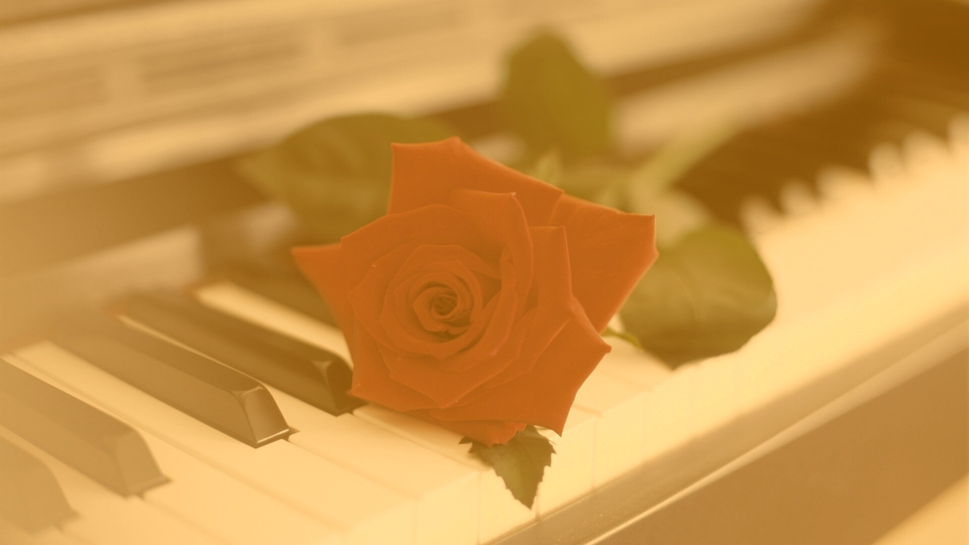 Роза на клавишах пианино обои