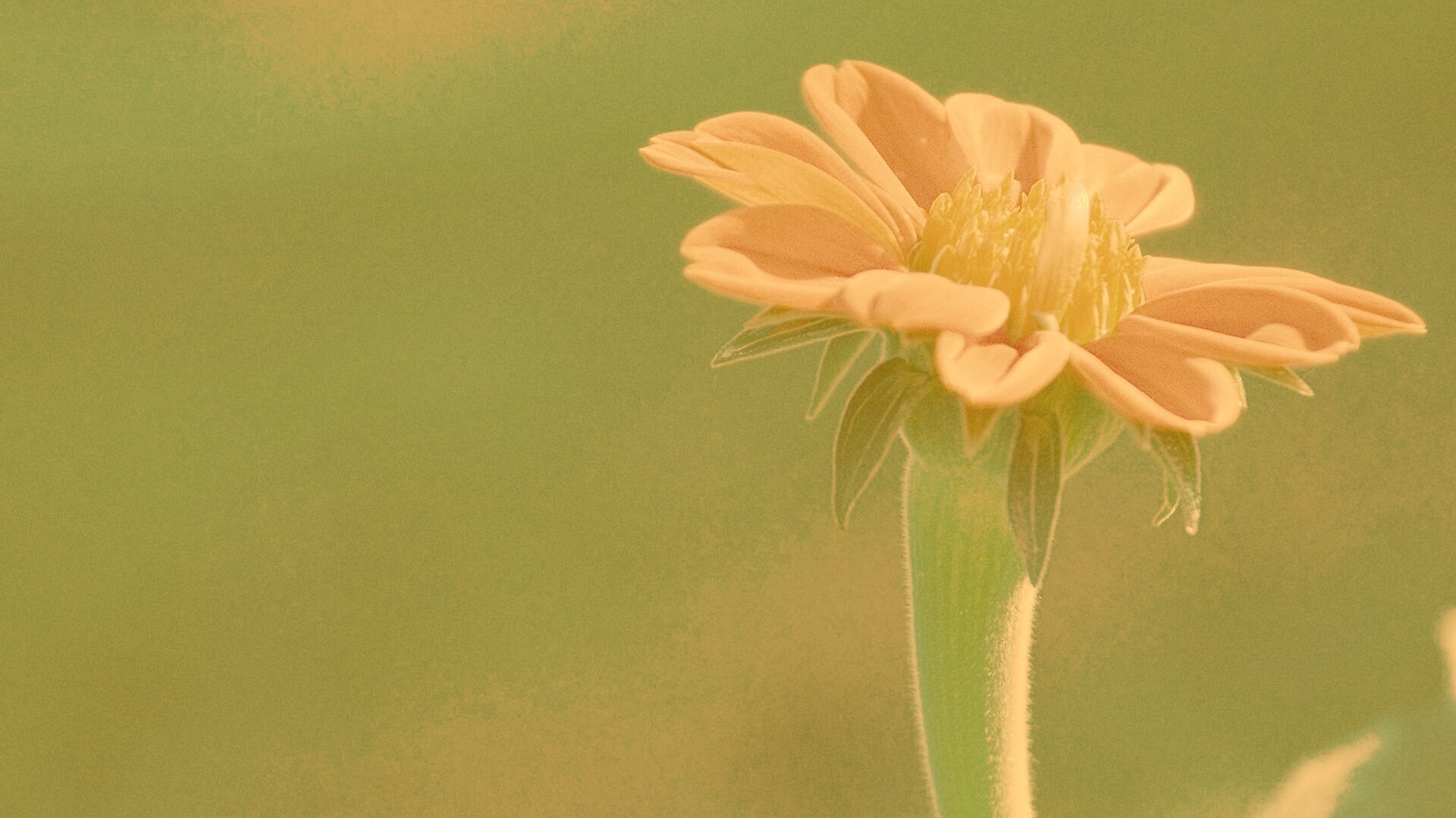 Красивый красный цветок обои