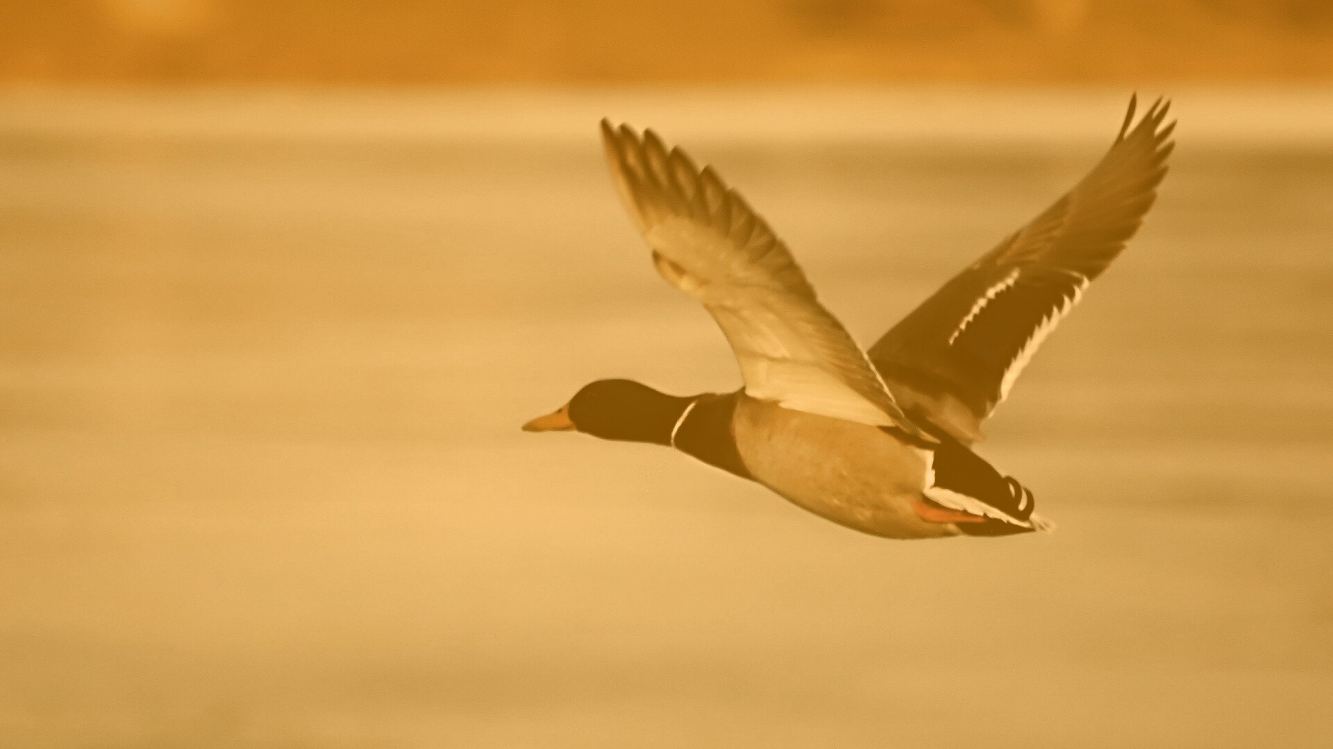 Полёт утки обои