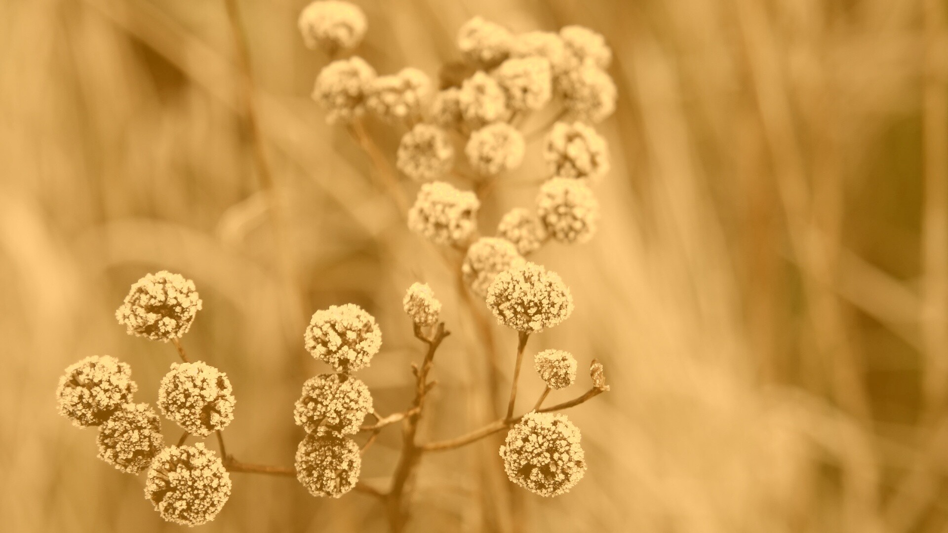 Ледяные цветы обои