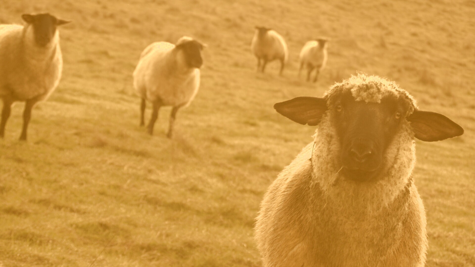 Овцы на пастбище обои