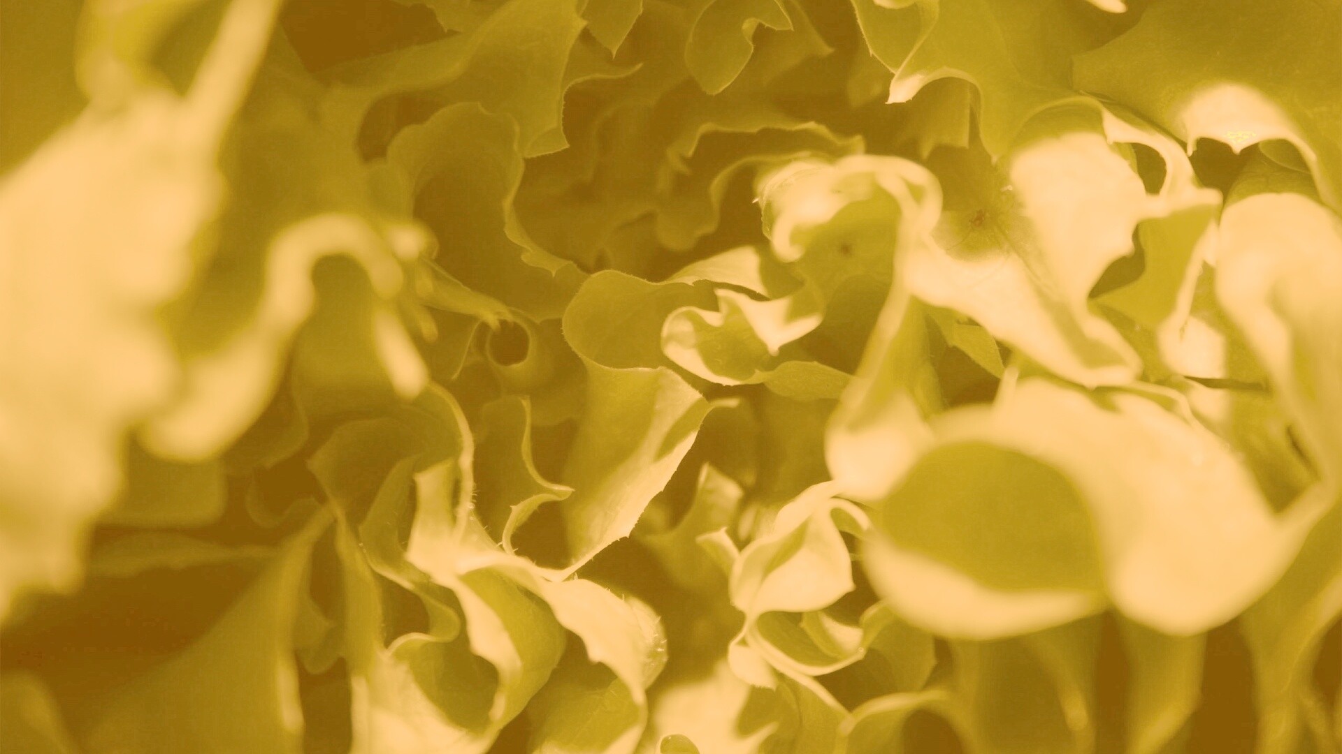 Зеленая листва обои