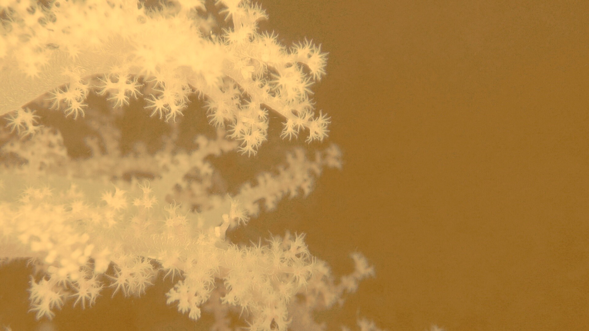 Кораллы обои