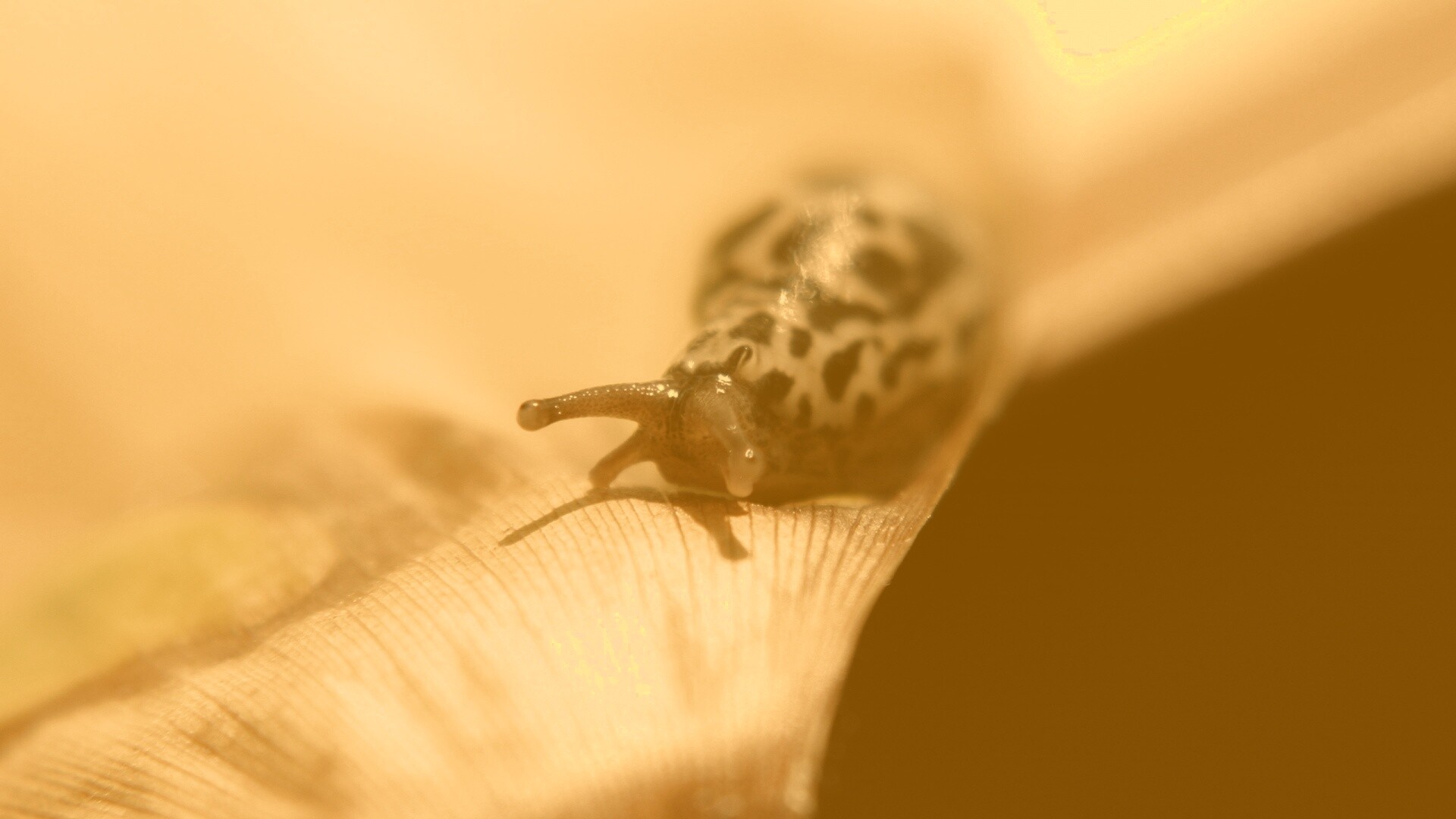 Ползущая улитка обои