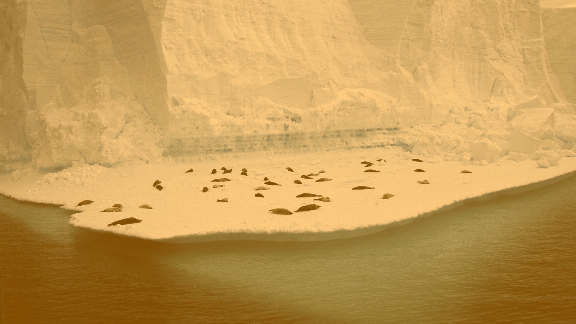 Лежбище тюленей обои