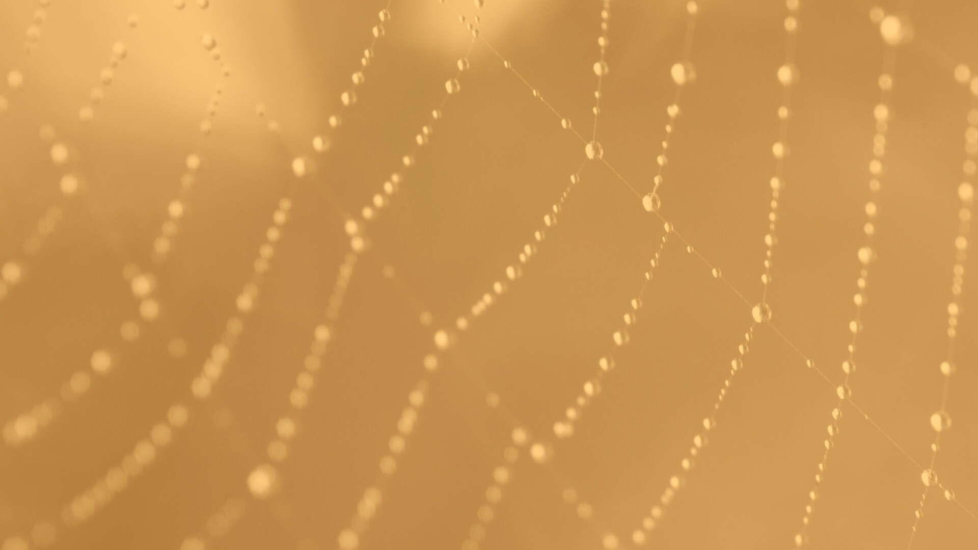 Паучья сеть обои