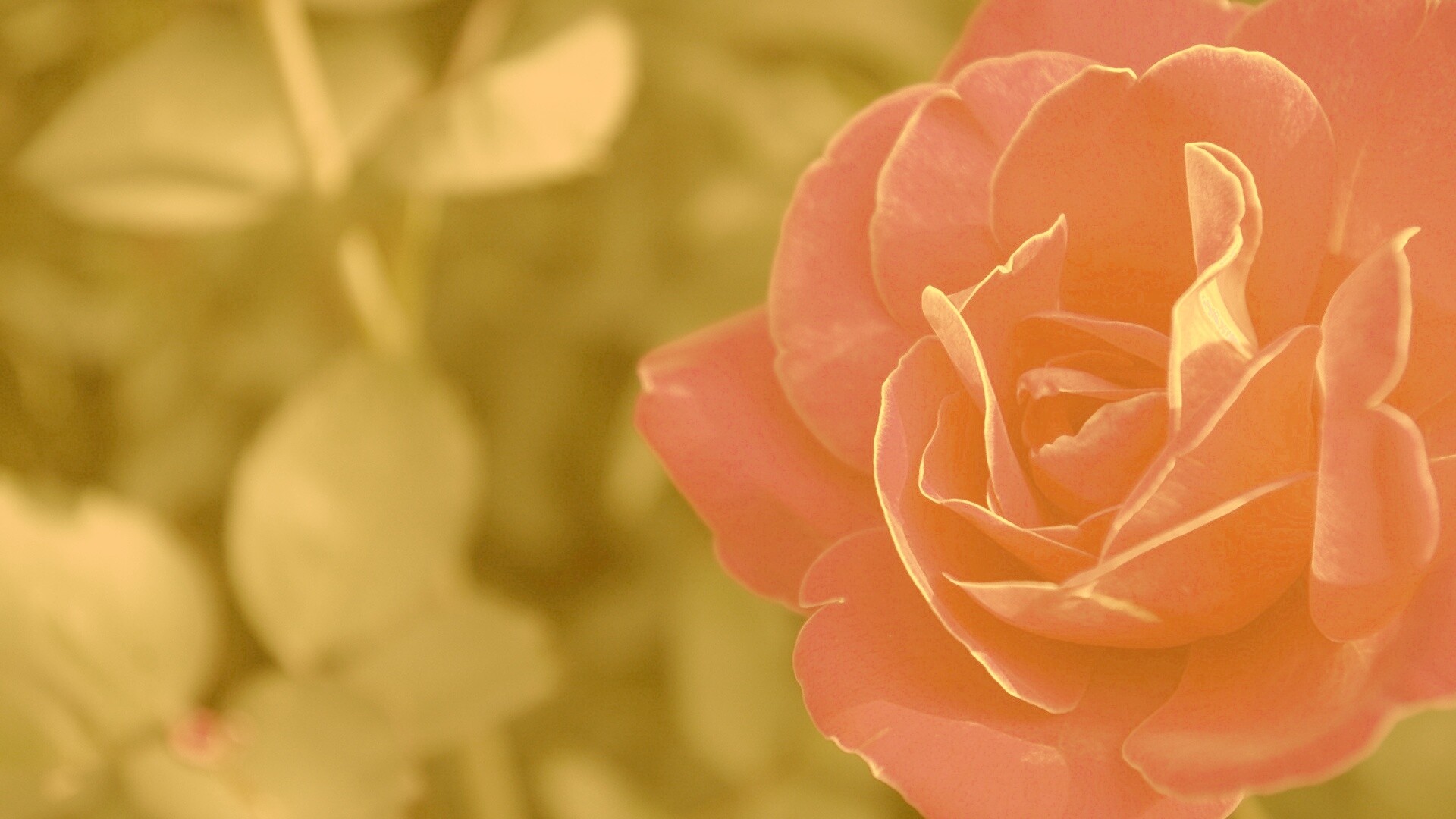 Для тебя обои