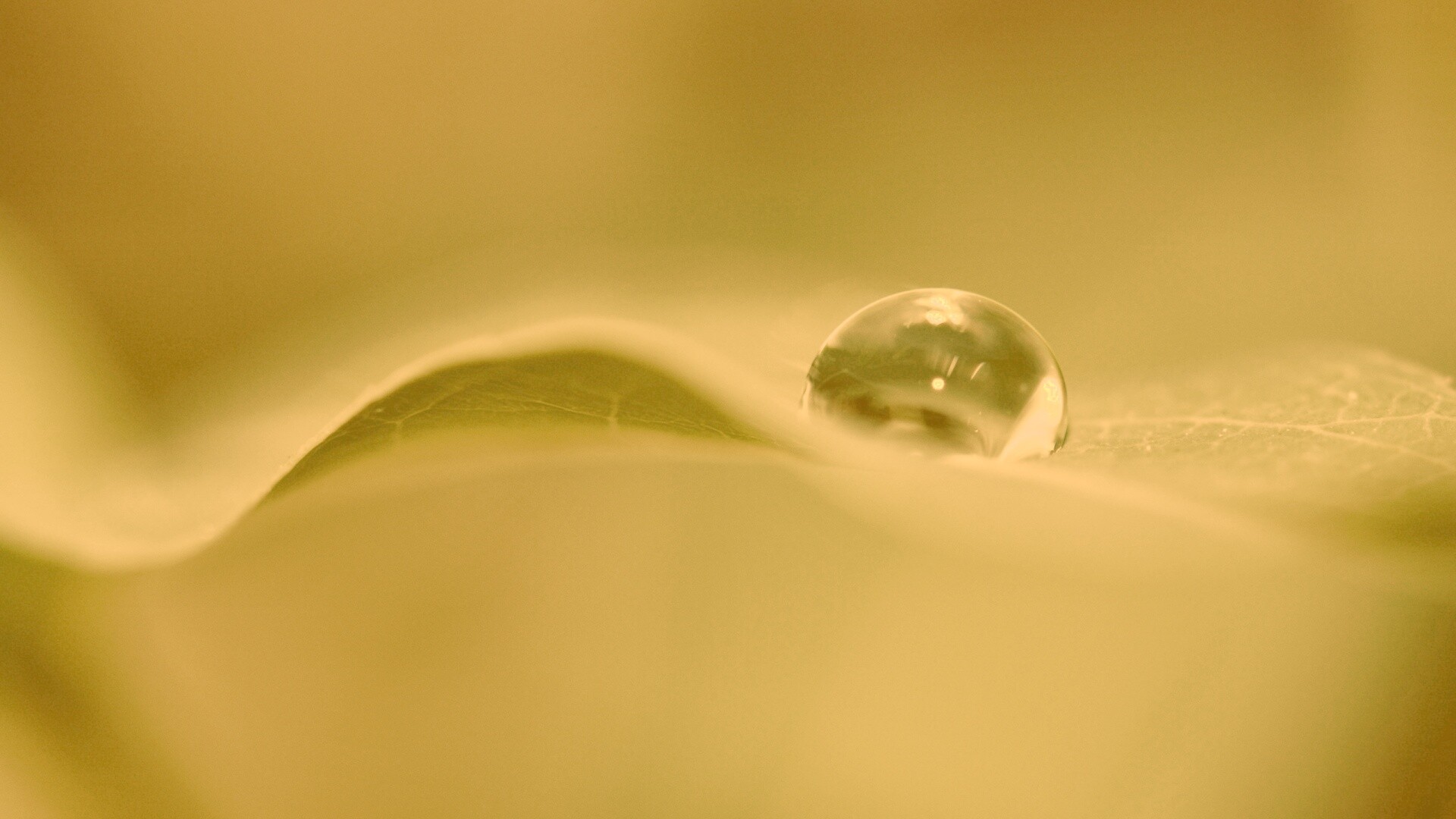 Фотография капли воды в макро обои