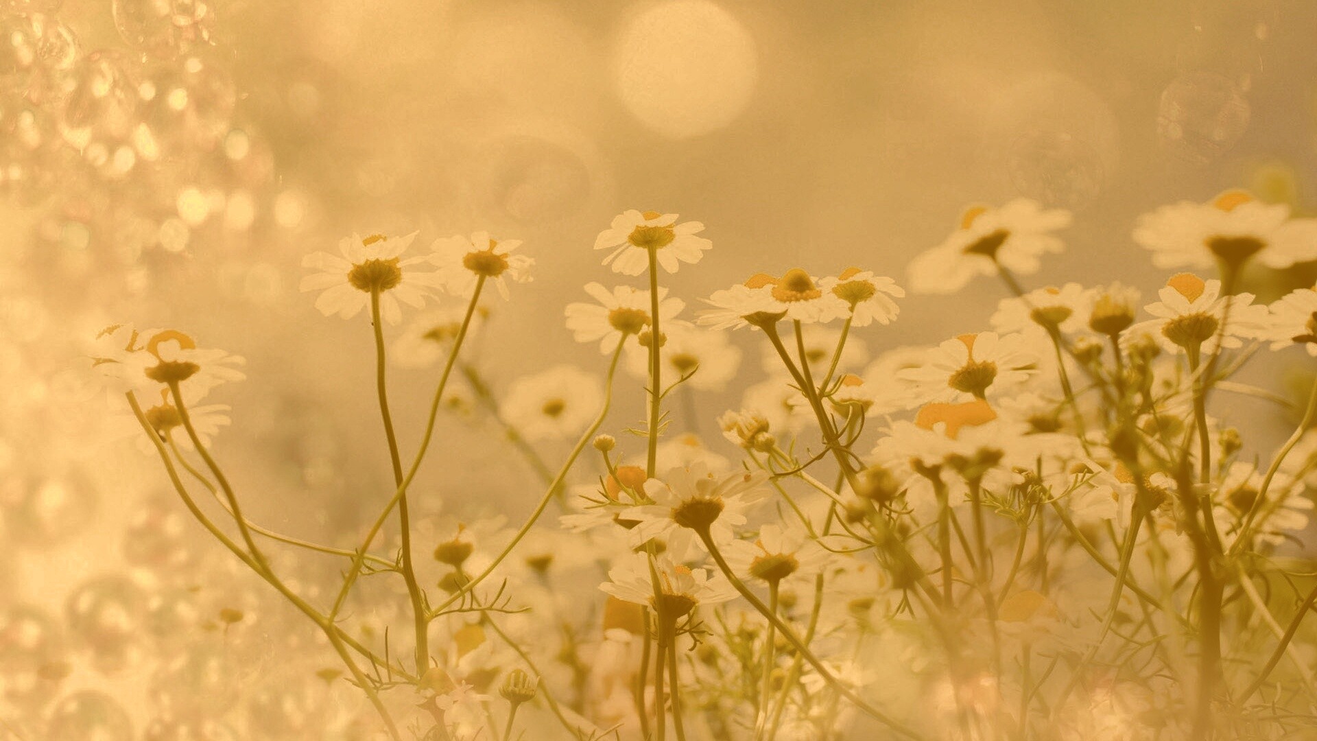 Цветочное лето обои