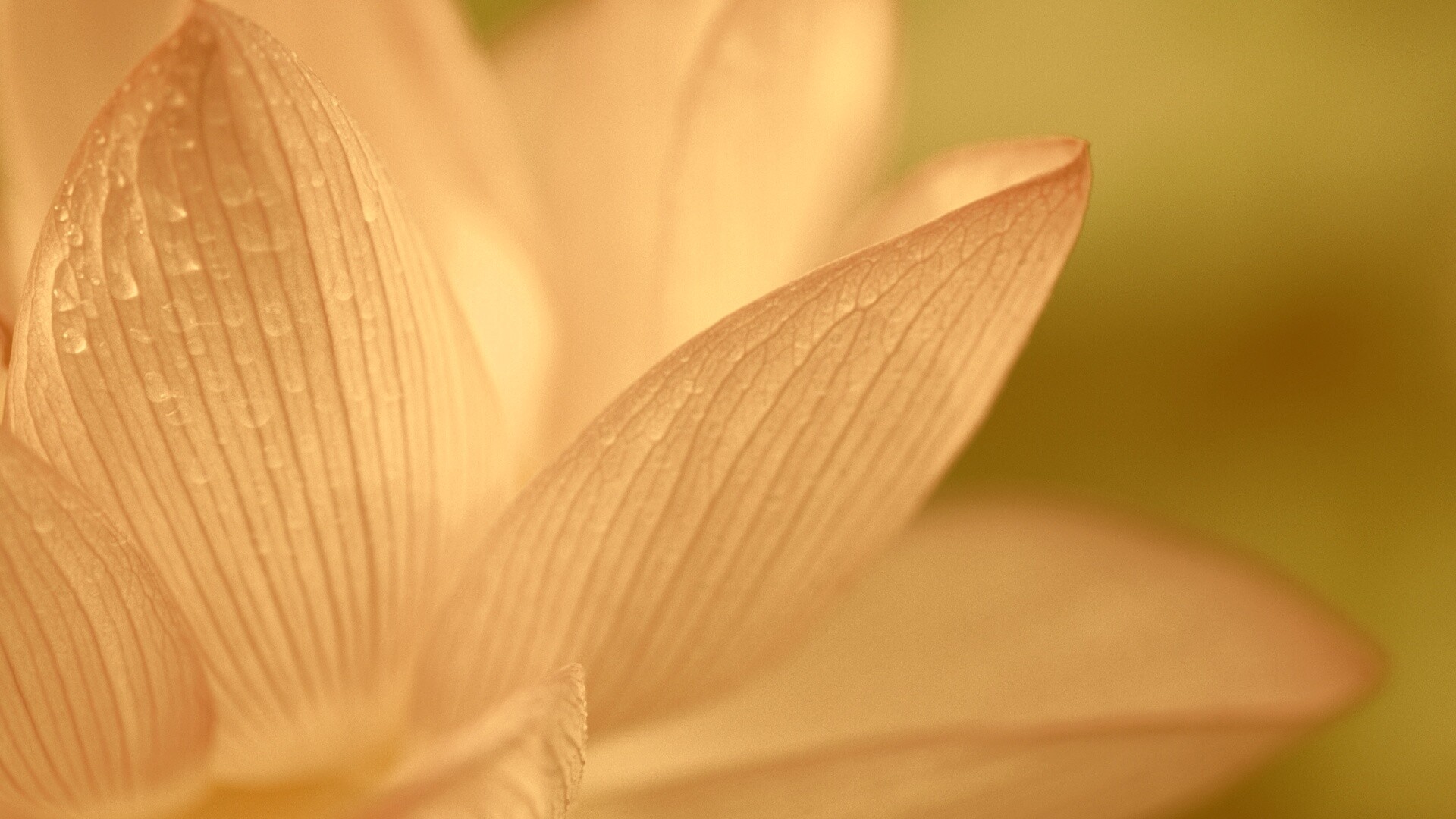 Лепестки цветов обои