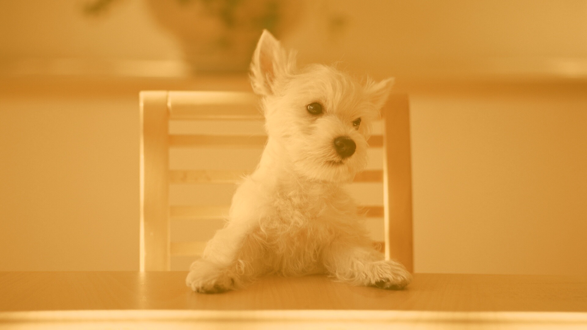 Щенок на стуле обои