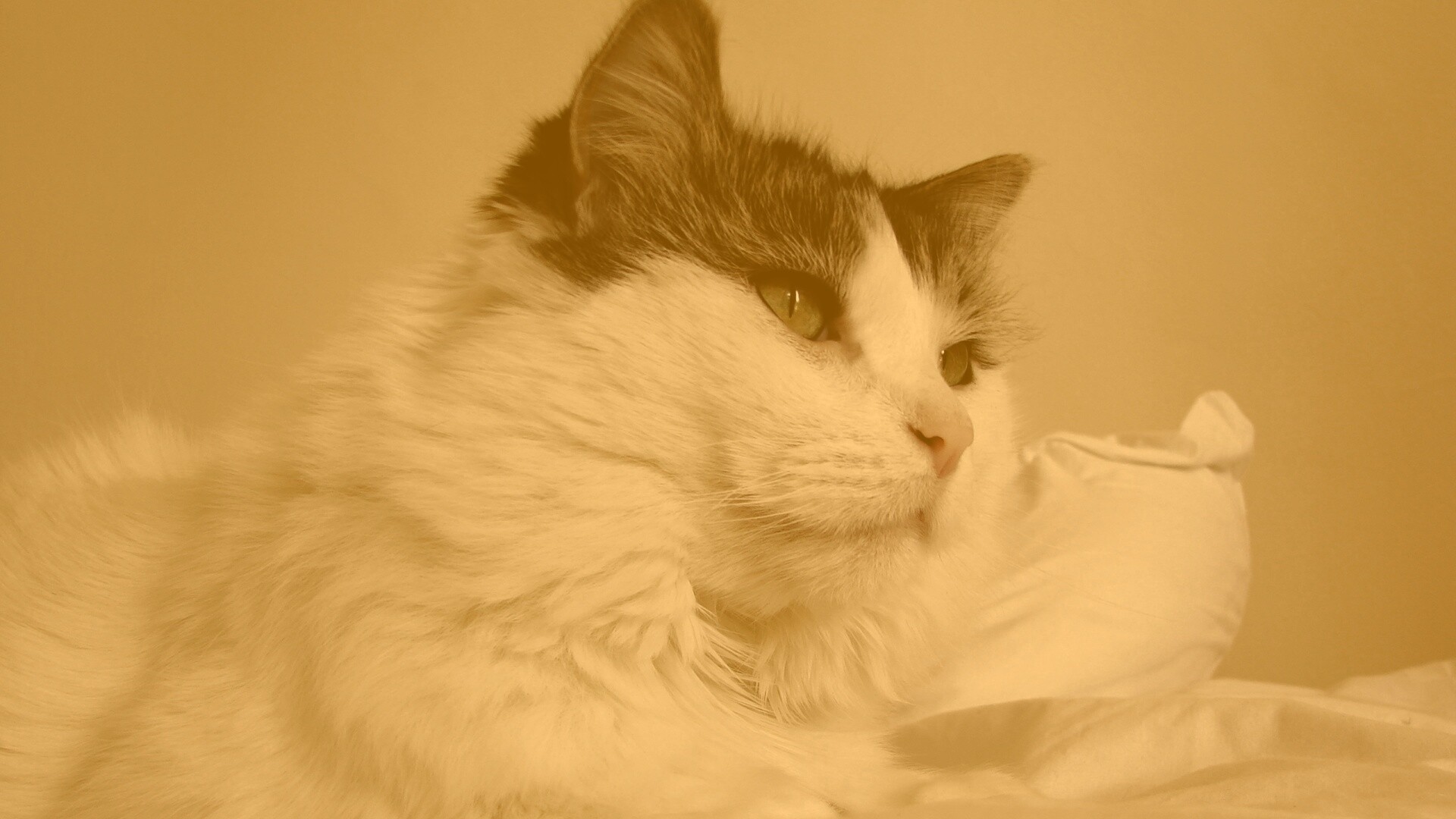 Белый кот с серой макушкой обои