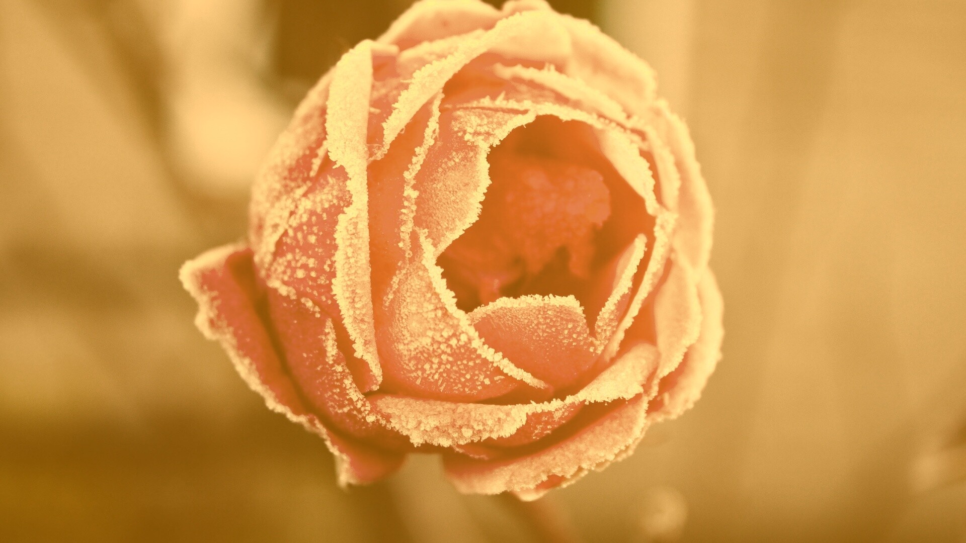 Роза в иние обои