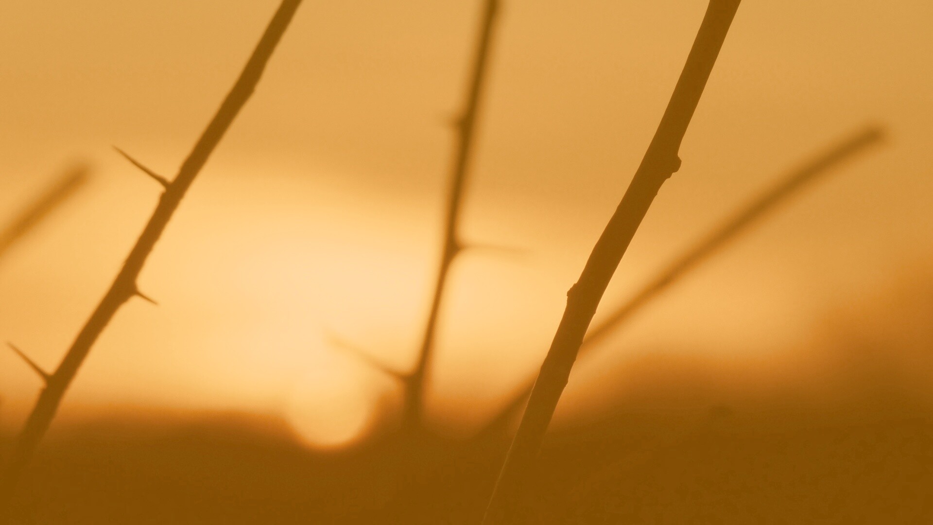 Закат солнца в поле обои