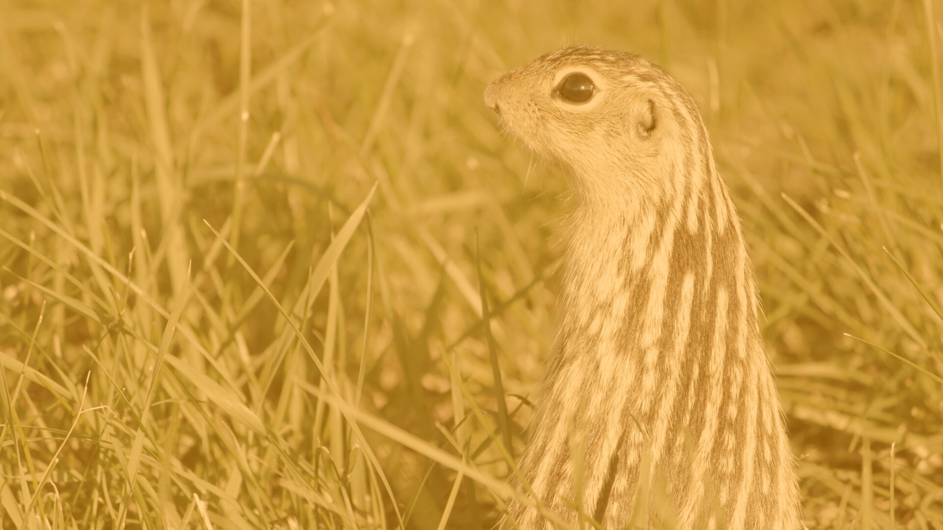Сурок в стойке обои