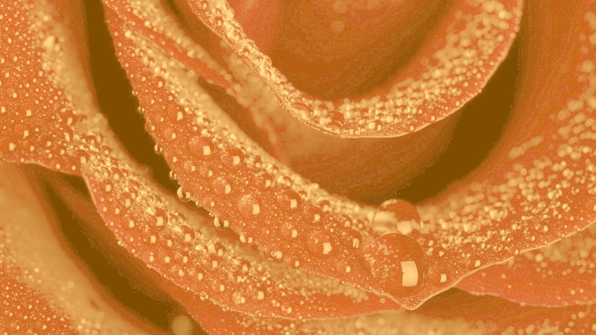 Роза в каплях обои