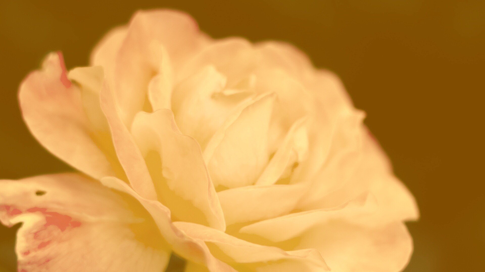 Картинка с нежным розовым цветком обои