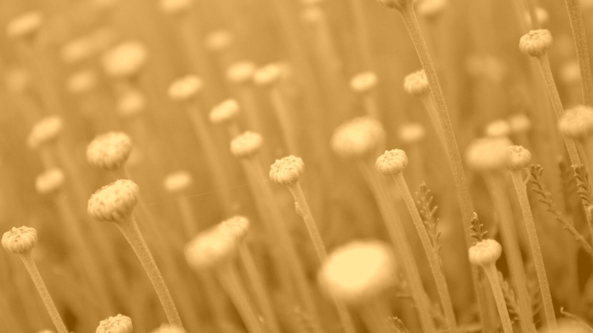 Молодые стебли обои