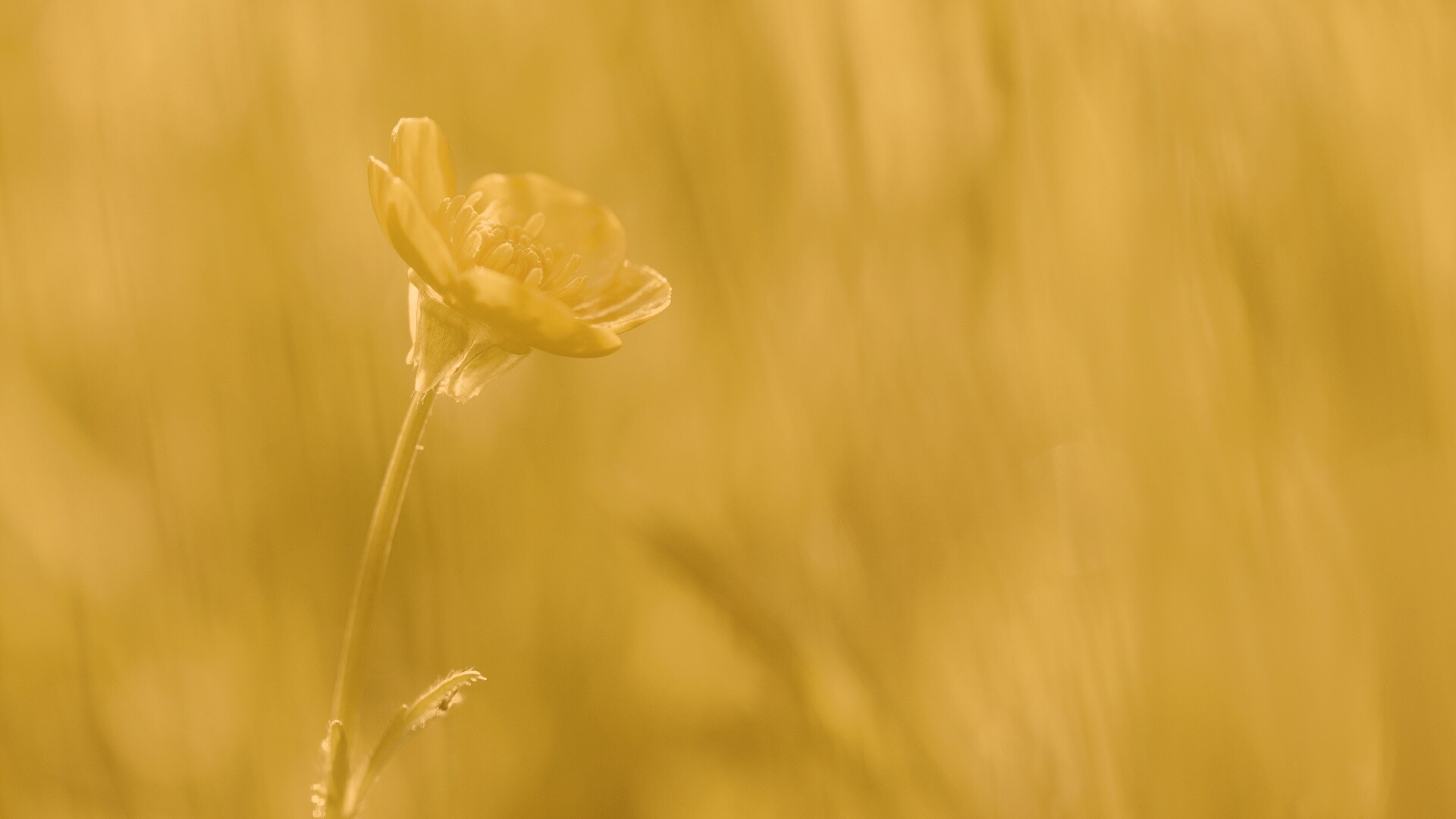 Маленький жёлтый цветочек обои