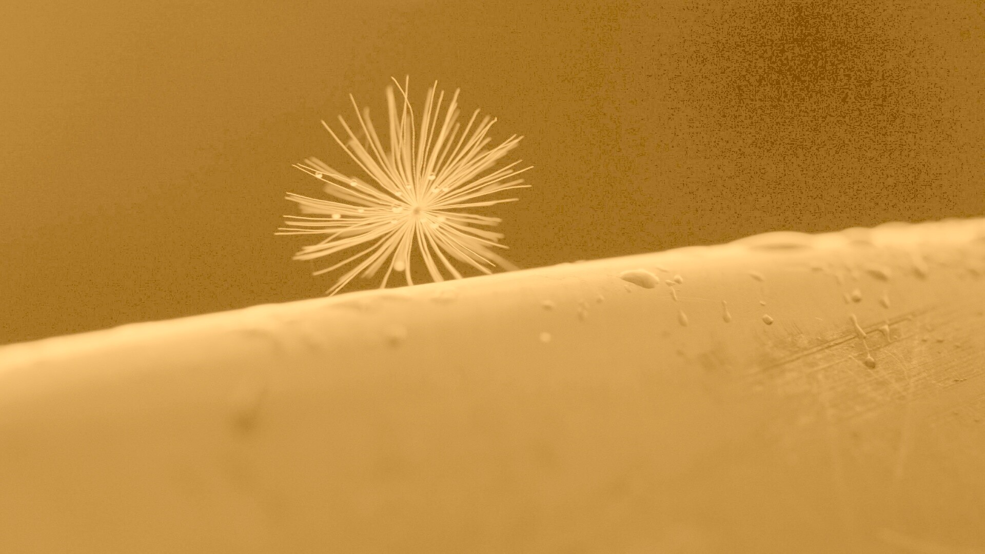 Прилипшая пушинка обои