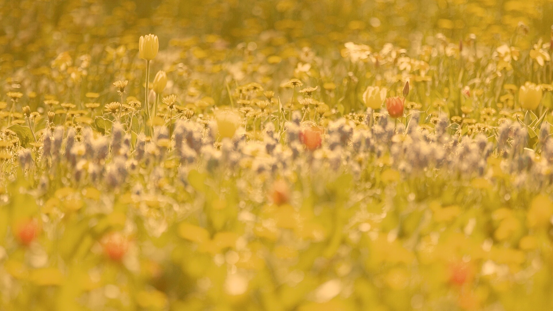 Все краски весны обои