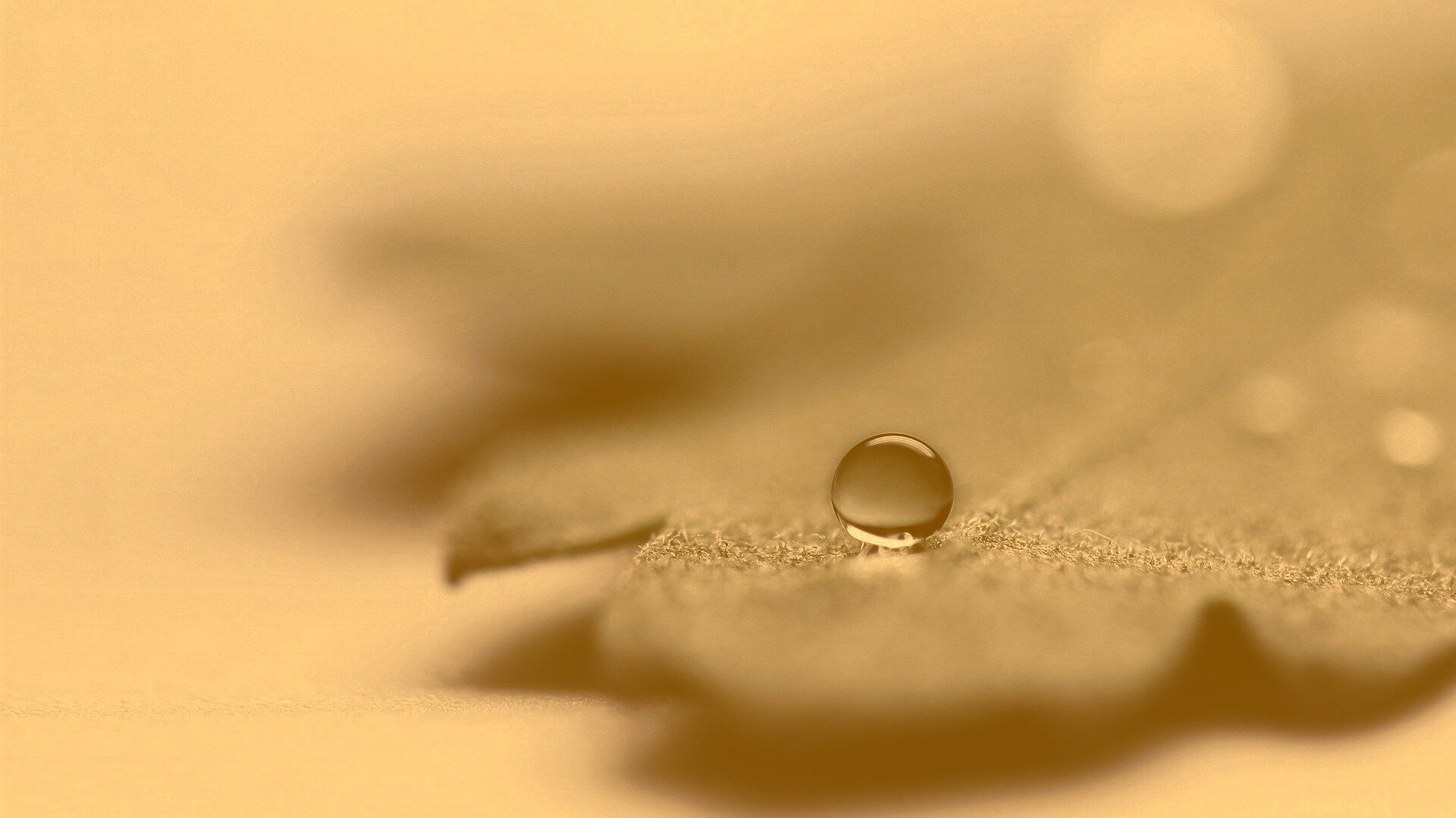 Капля на замёрзжем листе обои