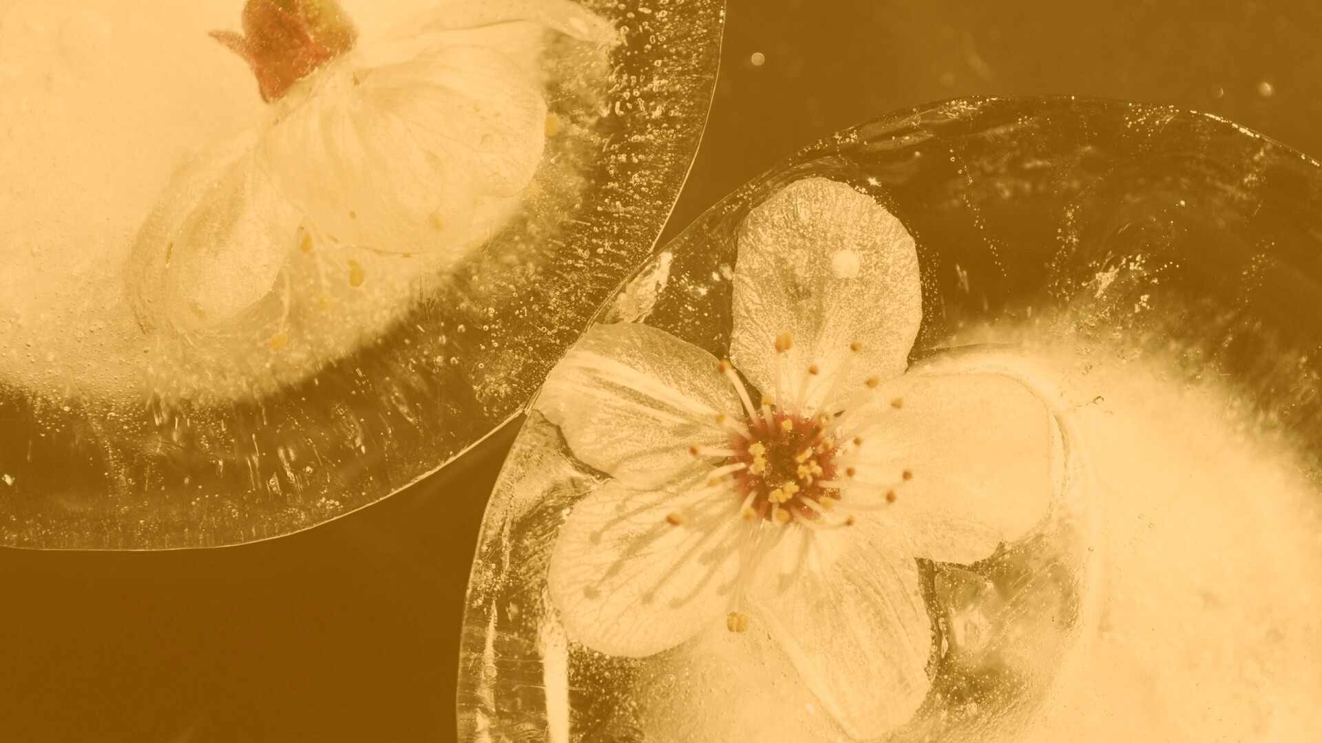 Цветы вишни во льду обои