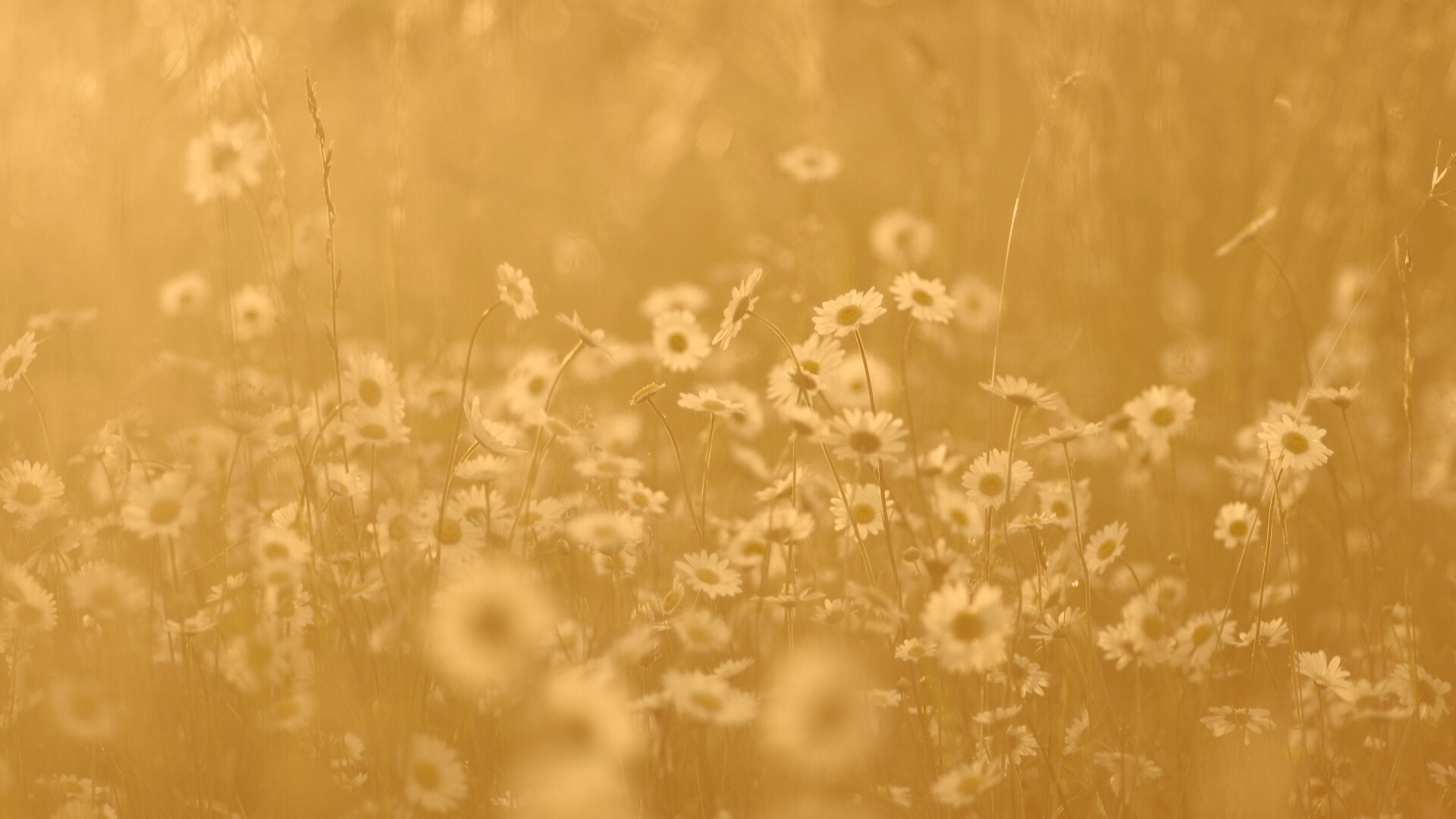 Поле ромашек обои