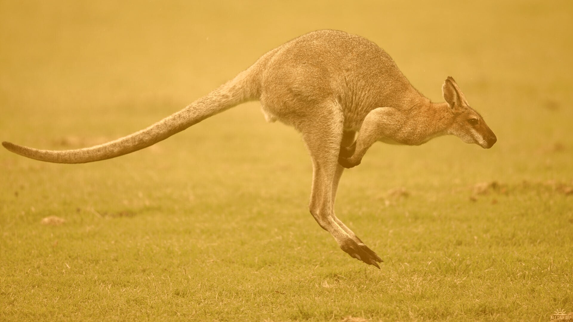 Кенгуру обои