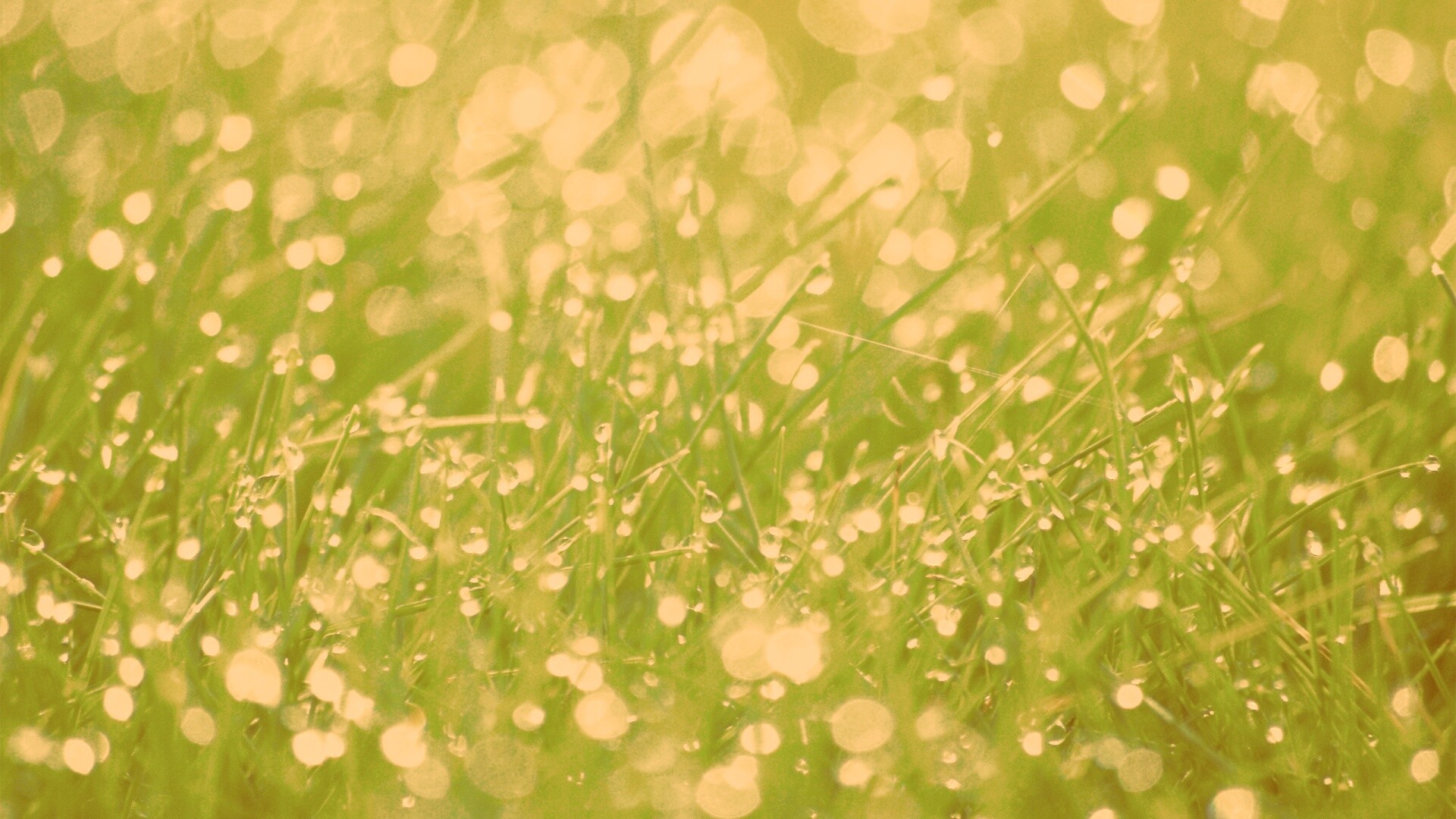 Трава в росе обои