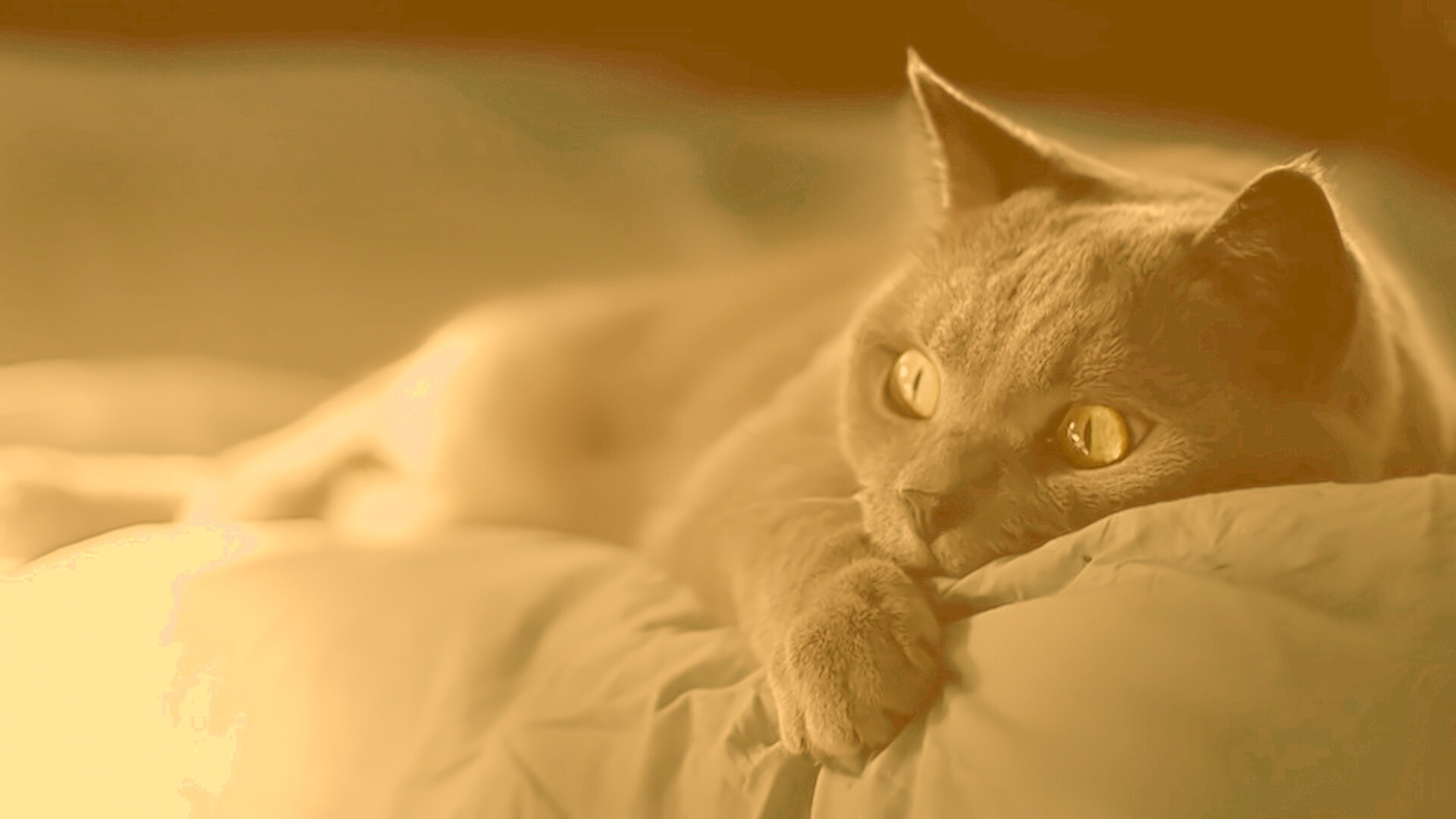 Персидский кот на кровати обои