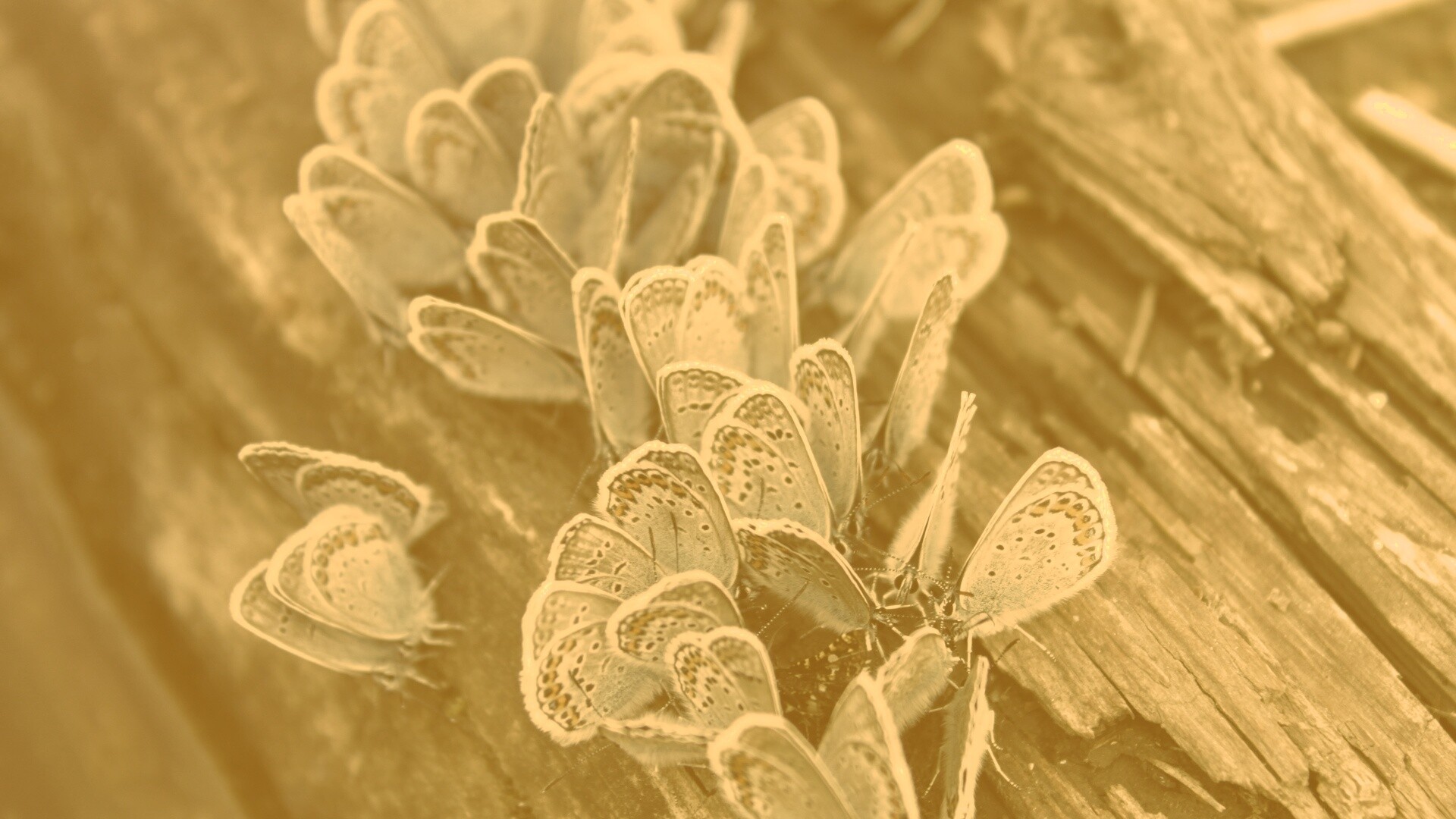 Голубые бабочки обои